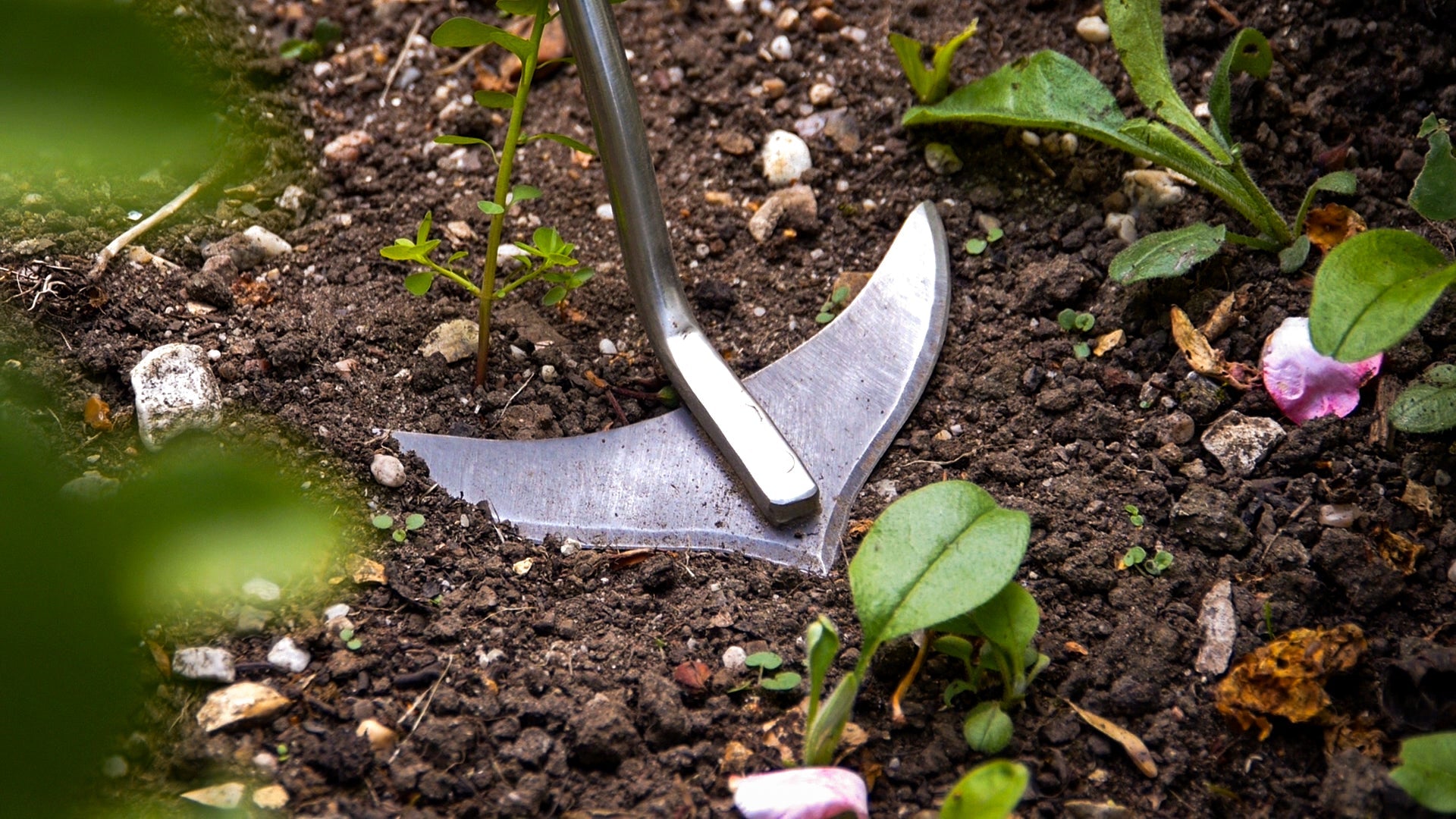 koronn(・ω・｀) Amazon.com : Corona Max Oscillating Hoe : Garden Hoes