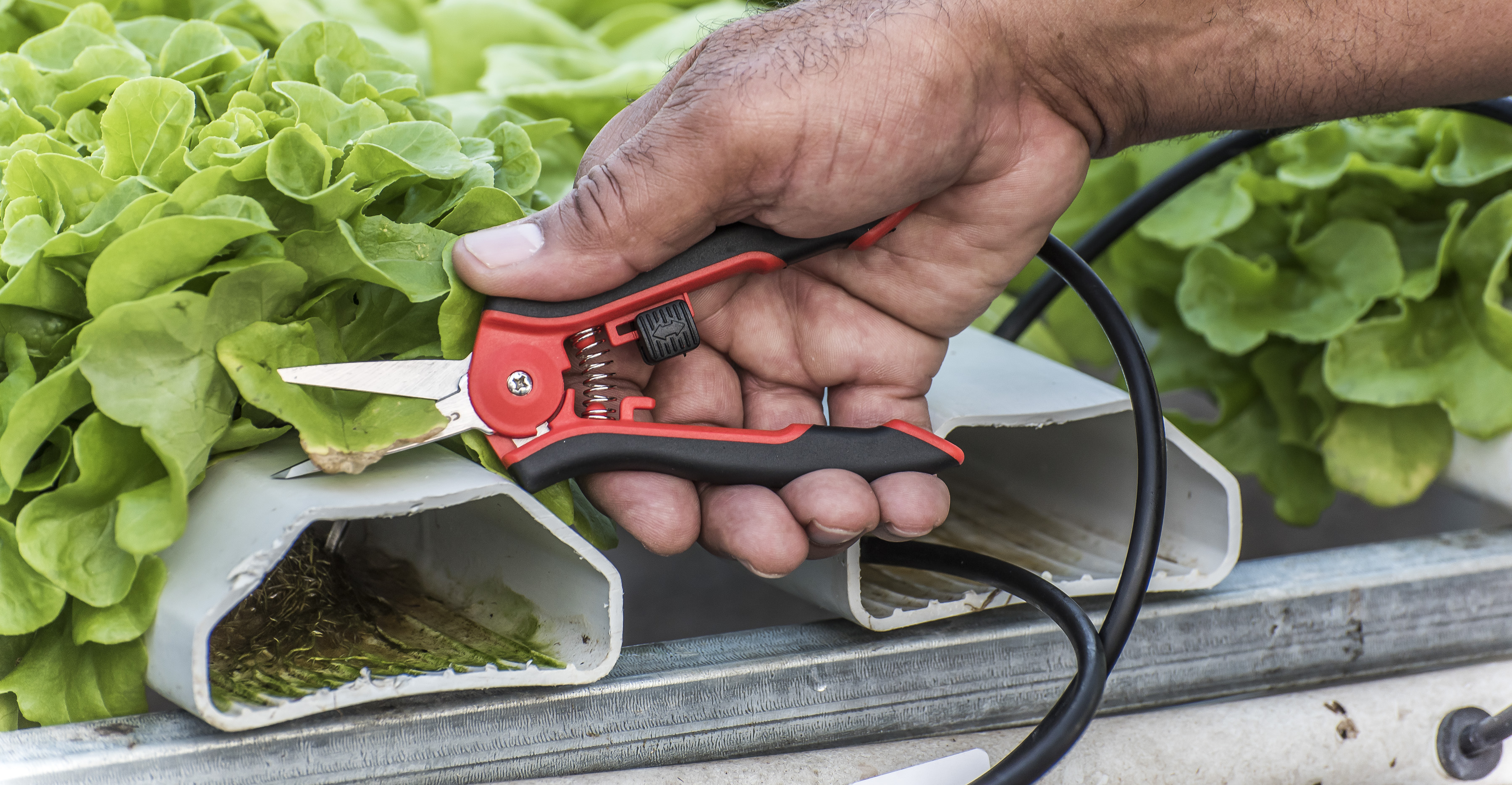 Snips & Fruit Shears