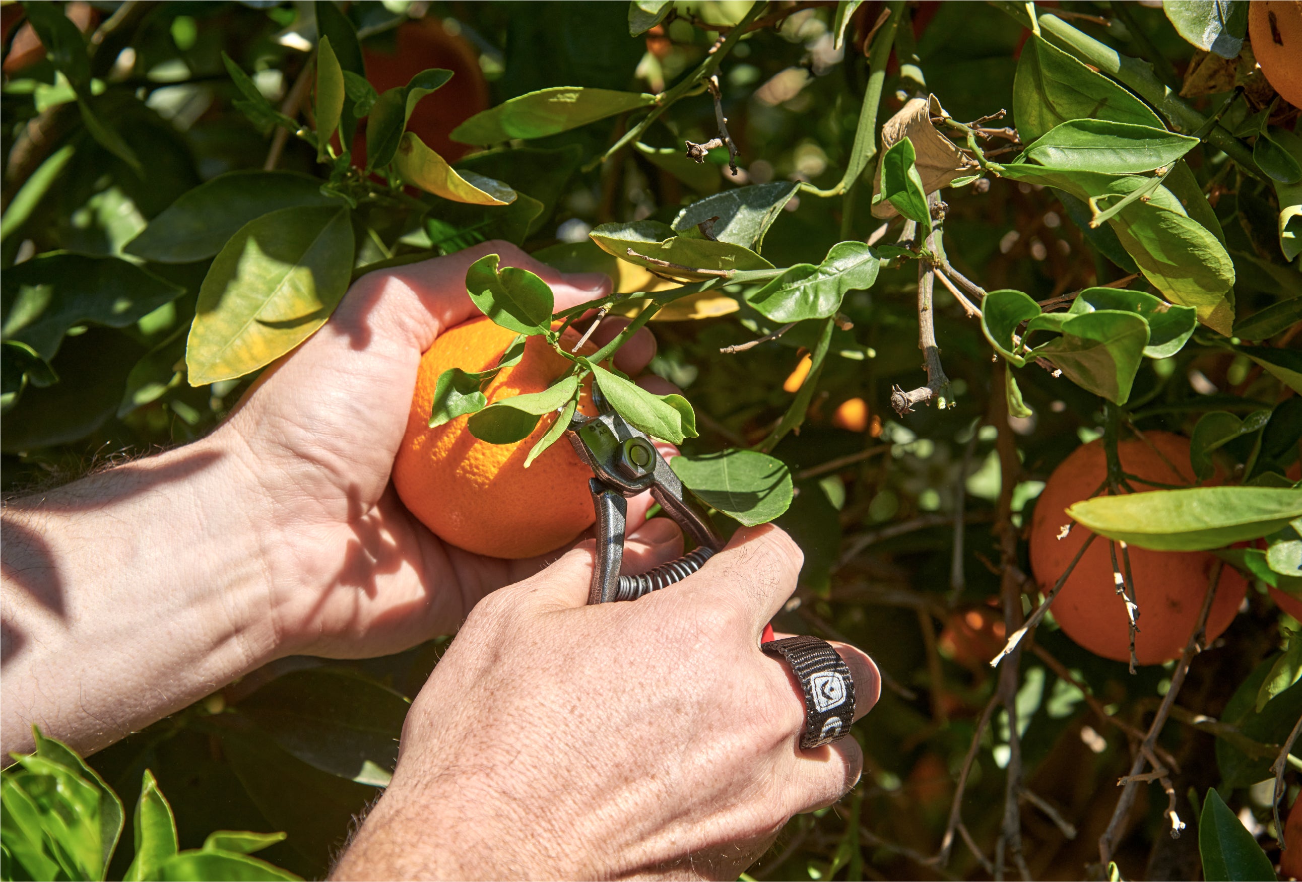 Agriculture