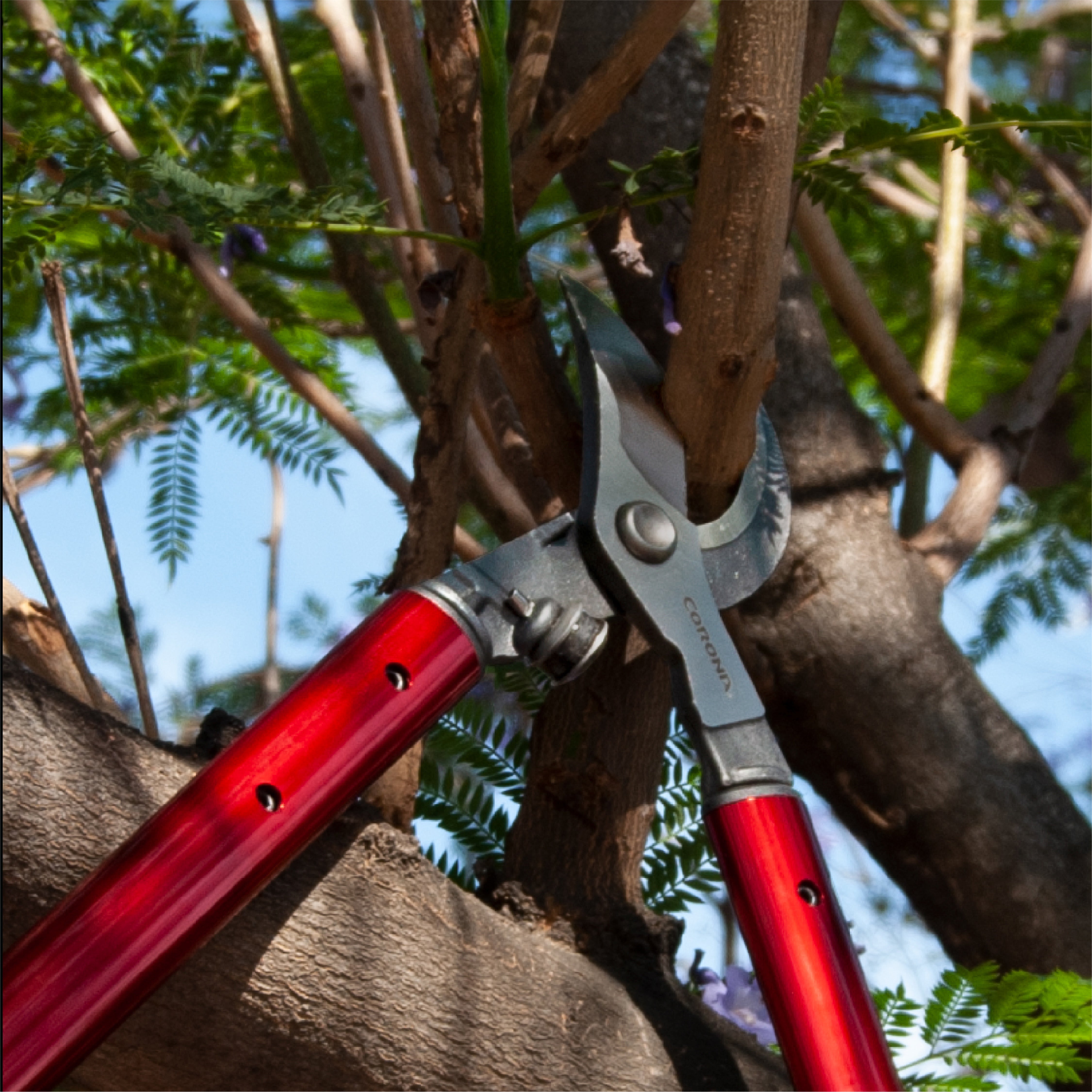<p><strong>Featured Tool:</strong><em> ClassicCUT® Bypass Lopper, 26 in., 2 in. Cut Capacity</em></p>