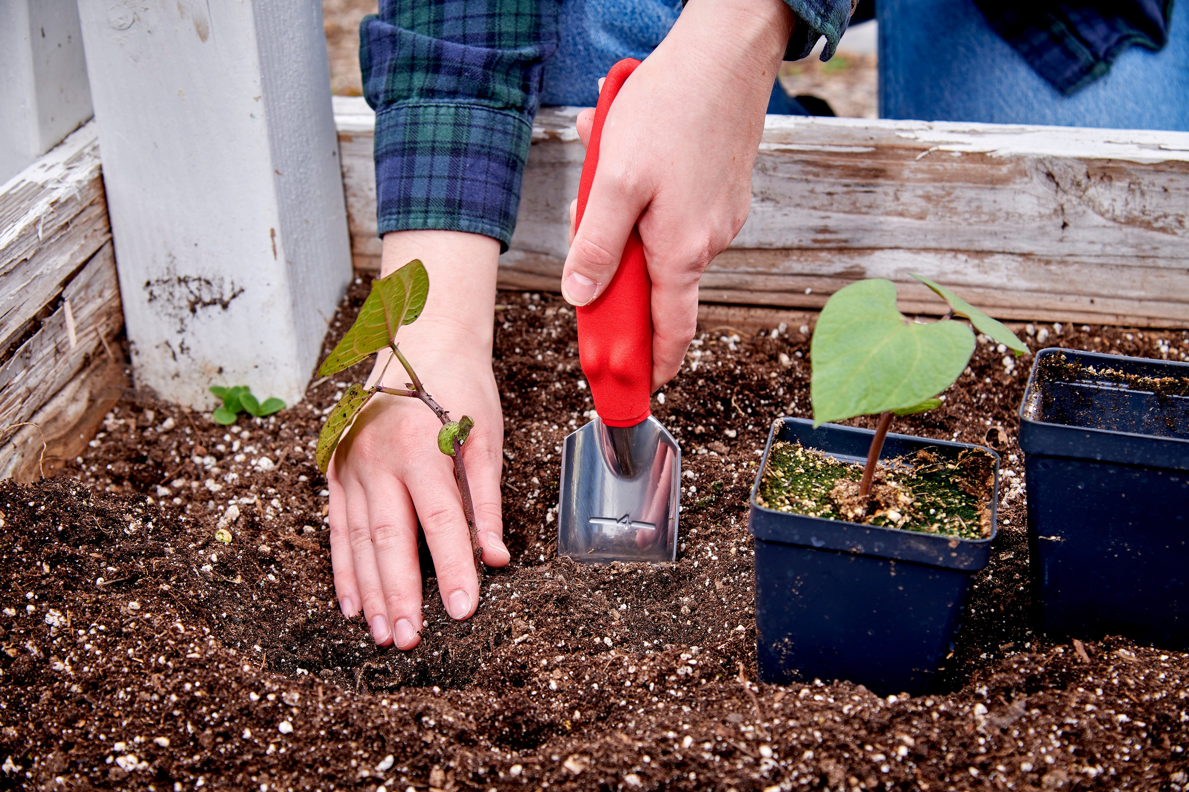 Transplanter