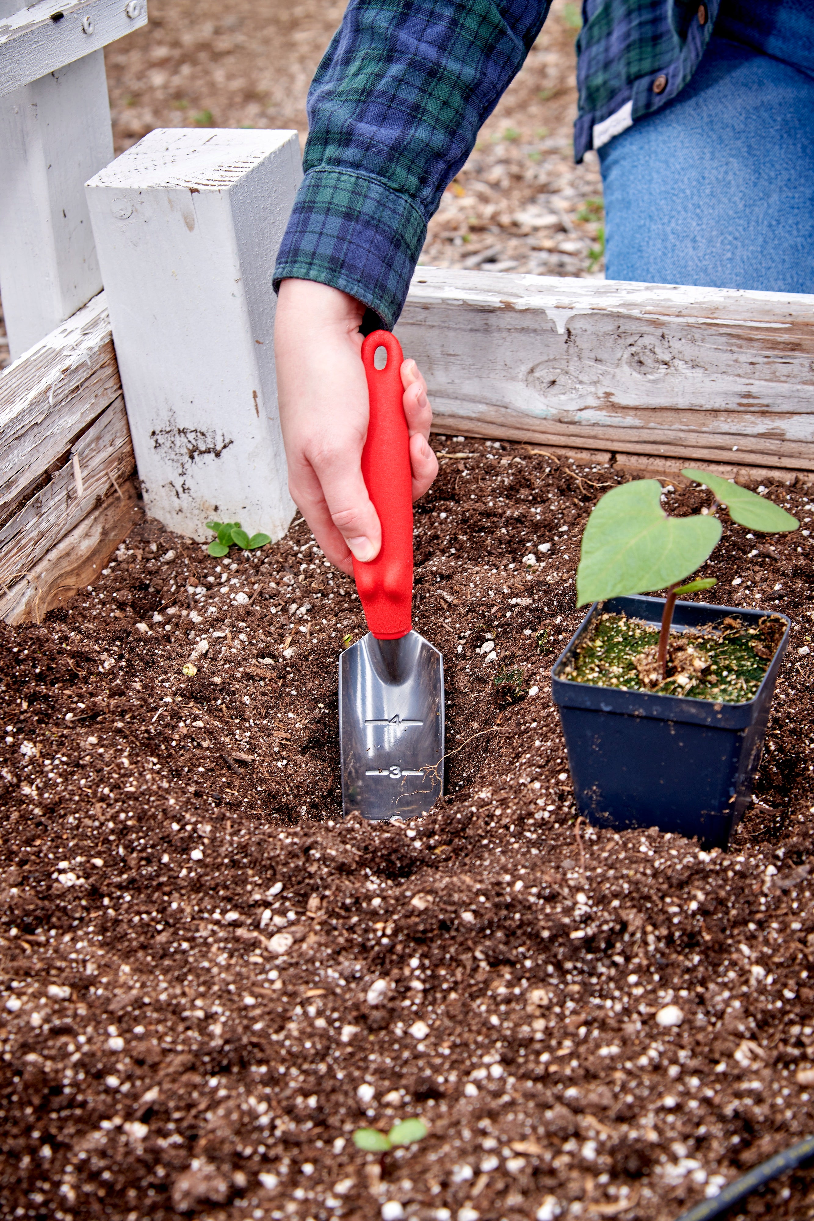 Transplanter