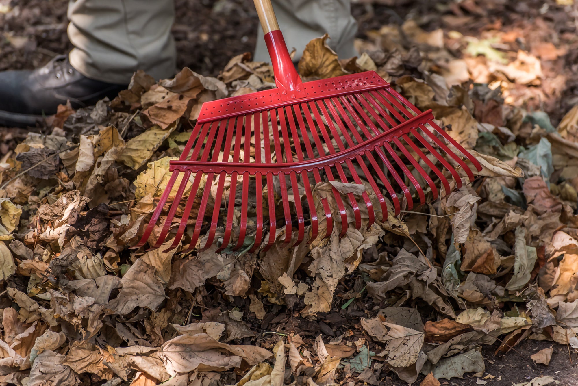 Fixed Tine Leaf Rake, 19 in. Head, 25 Tines, Wood Handle