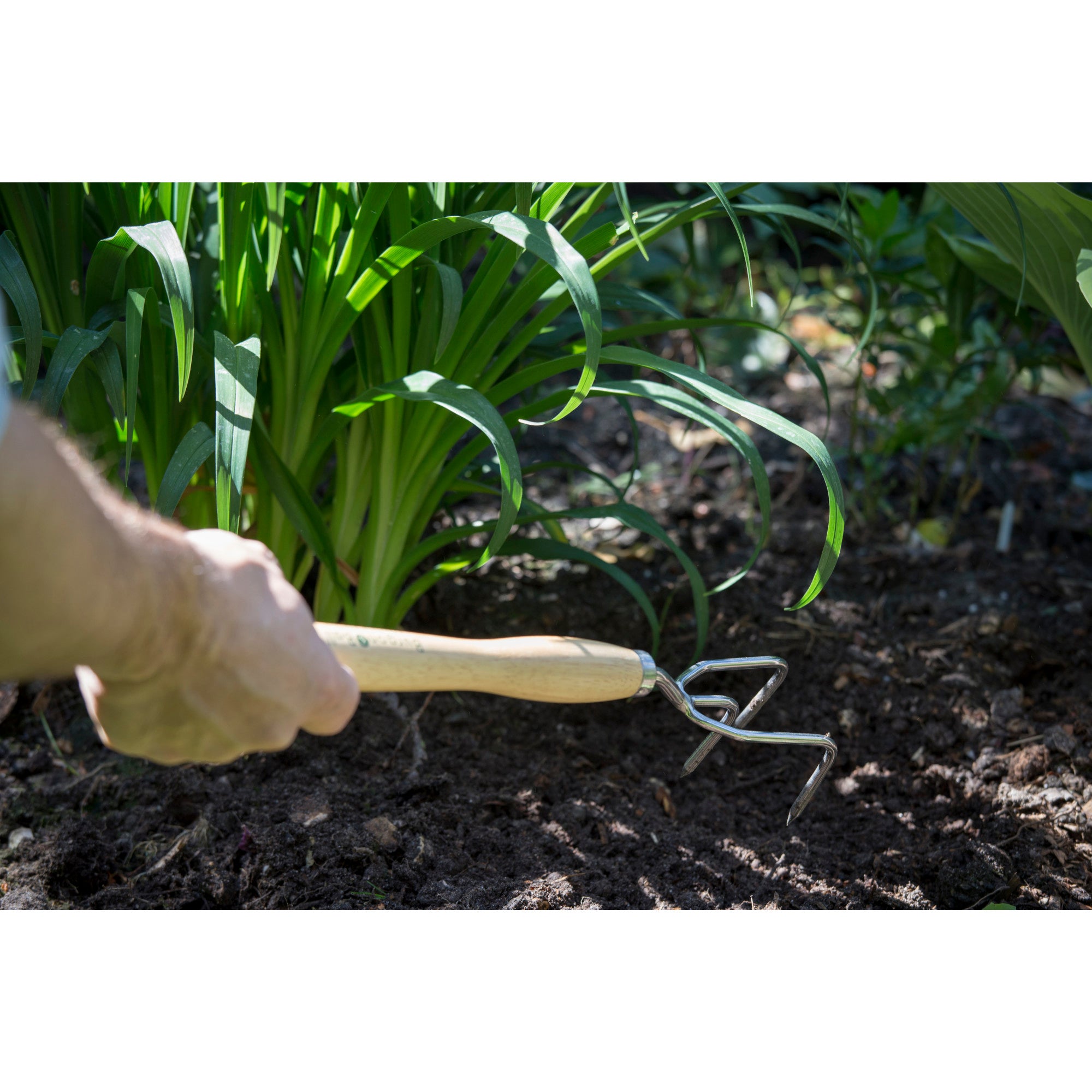 Mid-Handled Stainless Steel Claw Cultivator, Wood Grip, RHS Endorsed