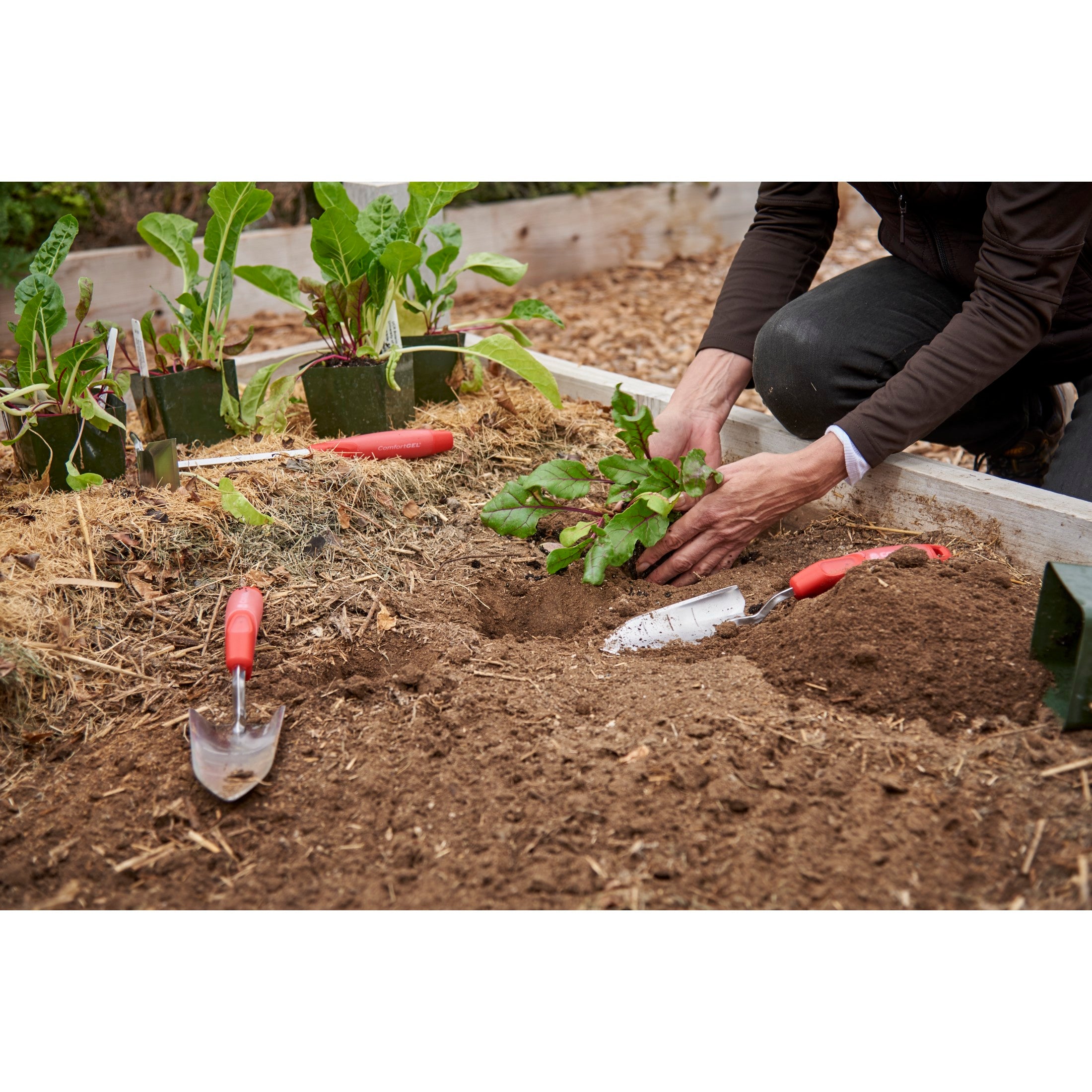 ComfortGEL® Transplanter Premium Stainless Steel