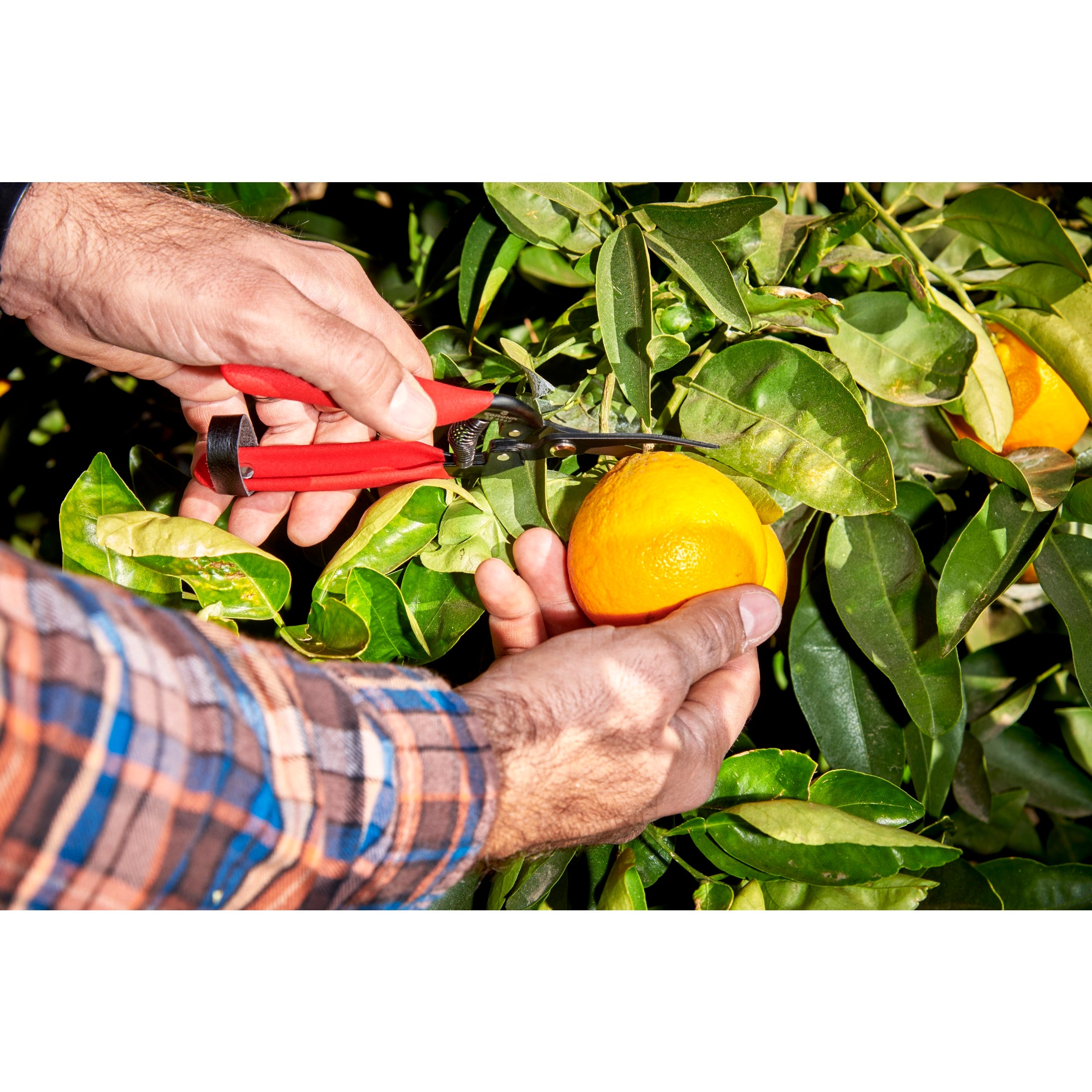 Long Curved Snips, 1-3/4 in. Blades