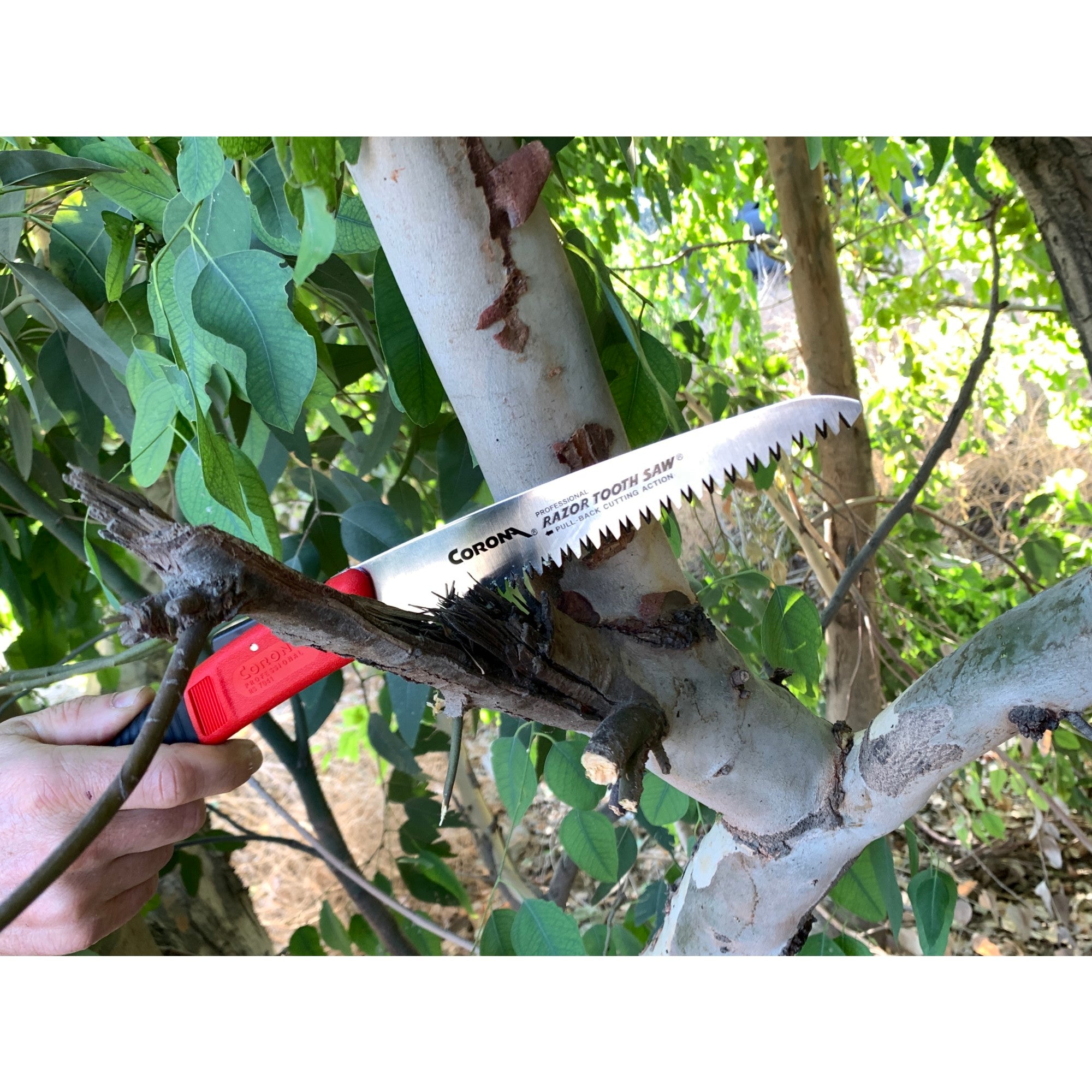 RazorTOOTH Saw® Arborist Folding Pruning Saw, 7 in. Blade