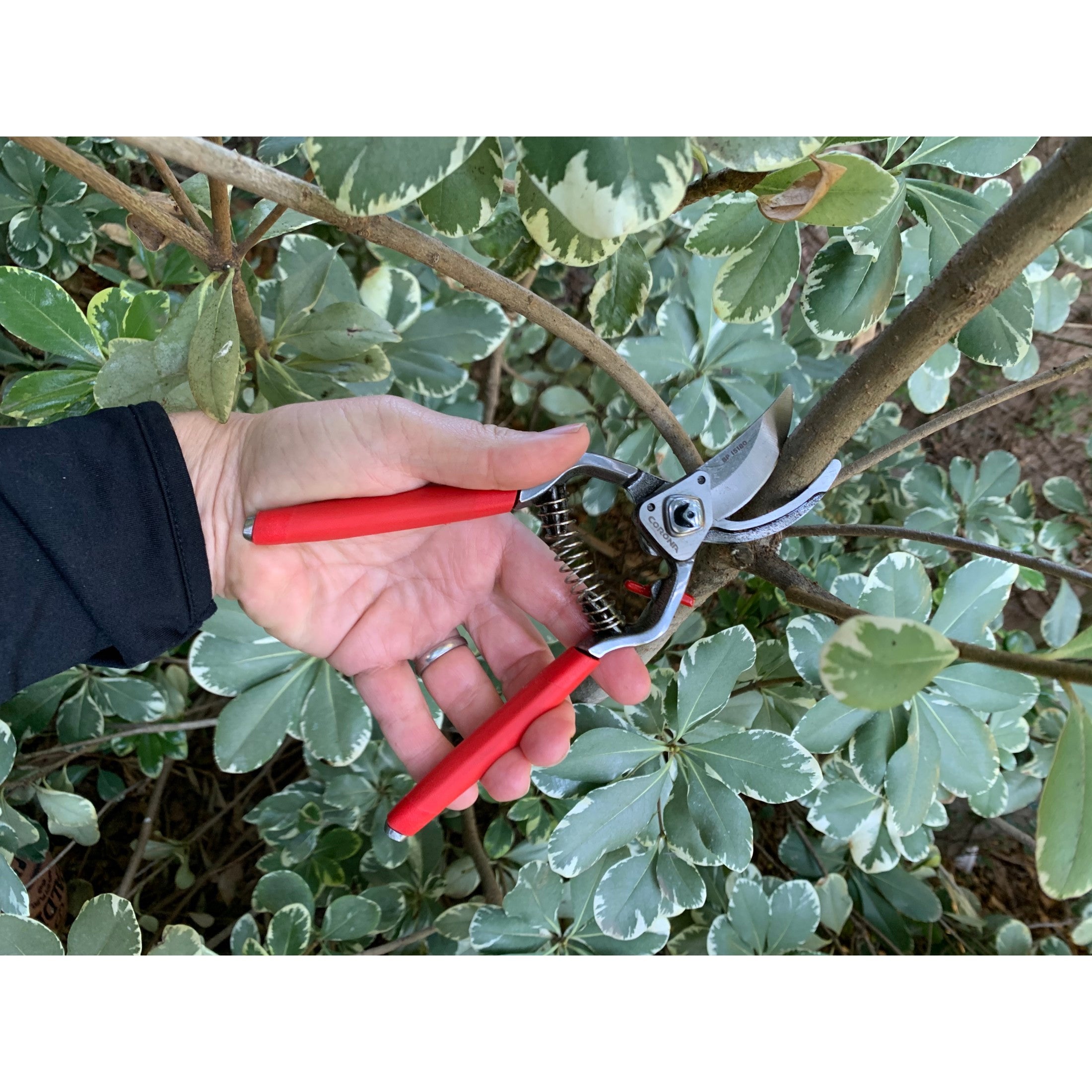 ClassicCUT® Branch & Stem Pruner, 1 in. Cut Capacity