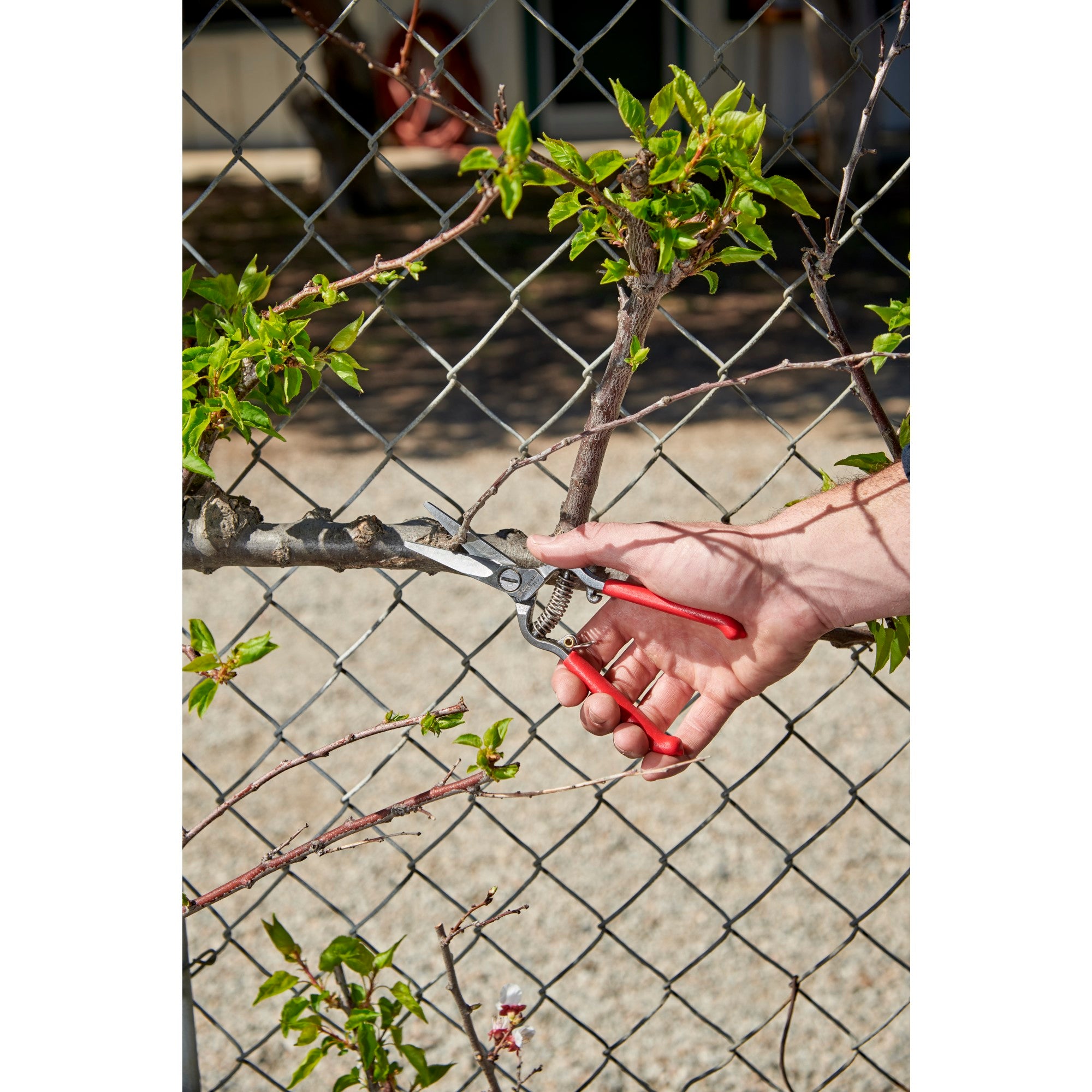 Thinning Shears