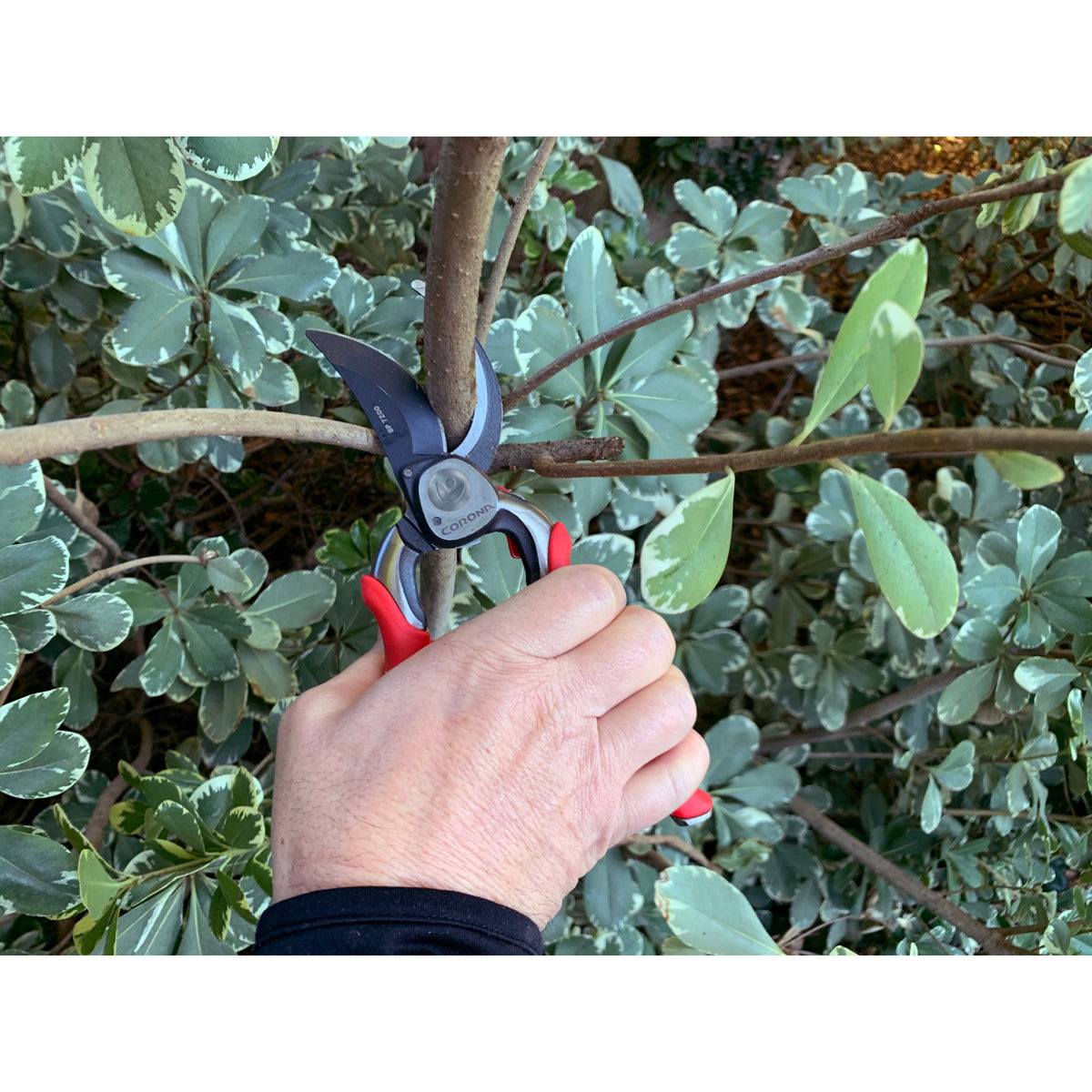 ProCUT Bypass Pruner, 1 in. Cut Capacity | Corona Clipper Inc.