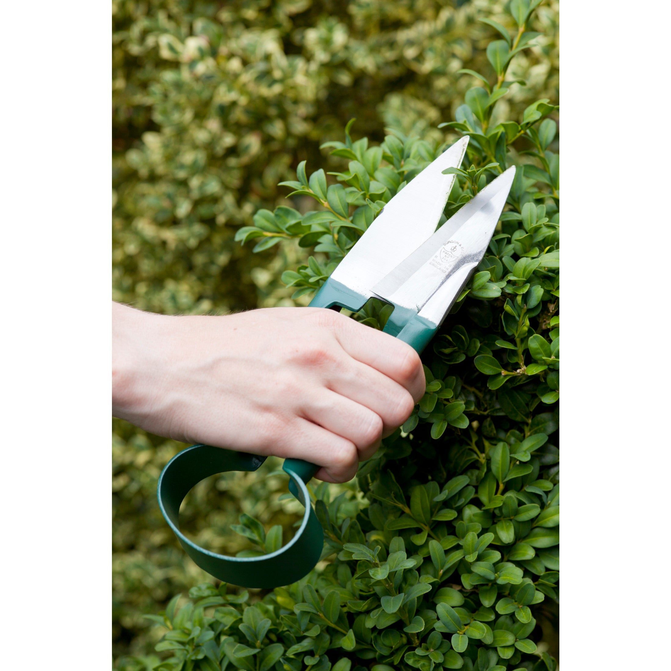 Topiary Trimming Shears, RHS Endorsed