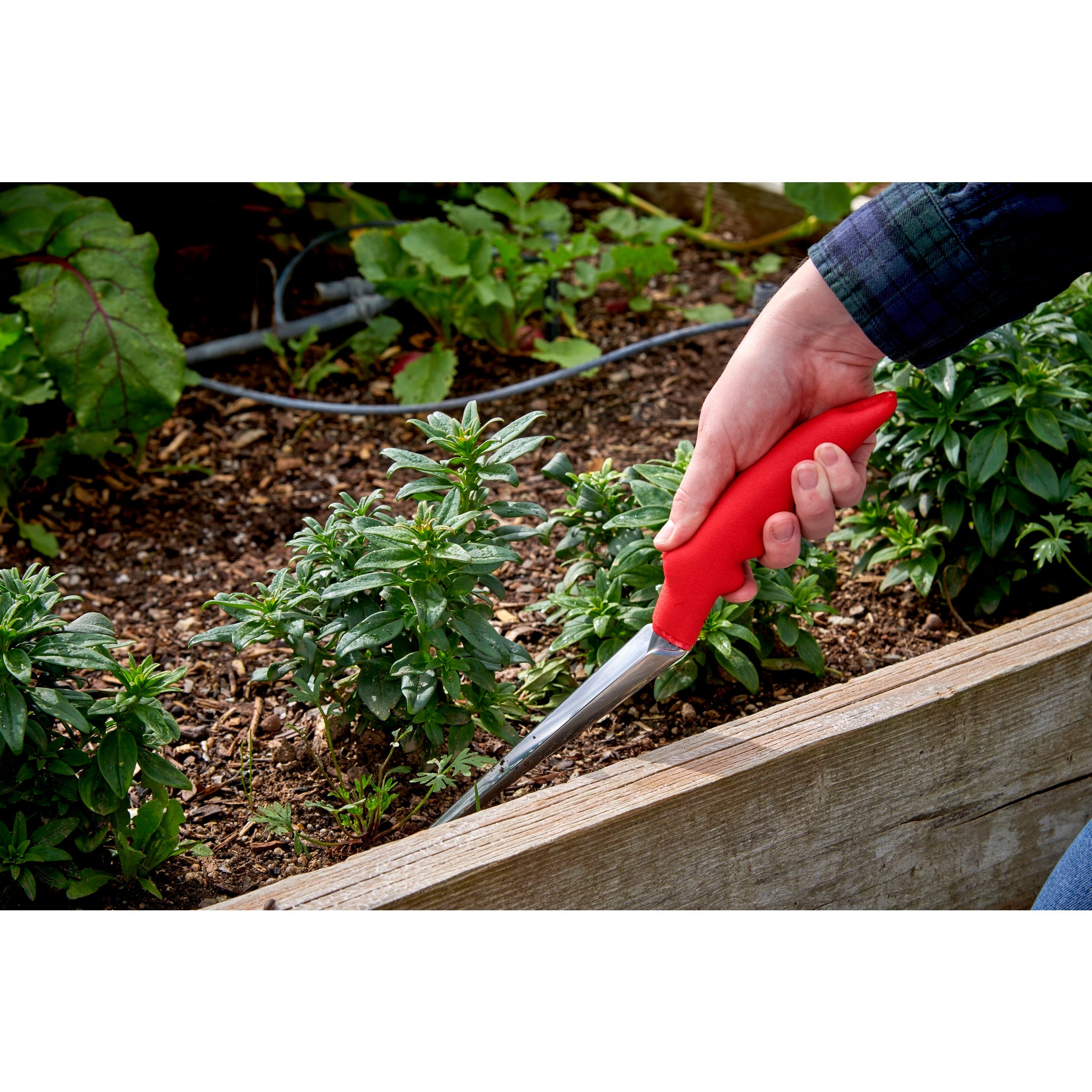 Weeder