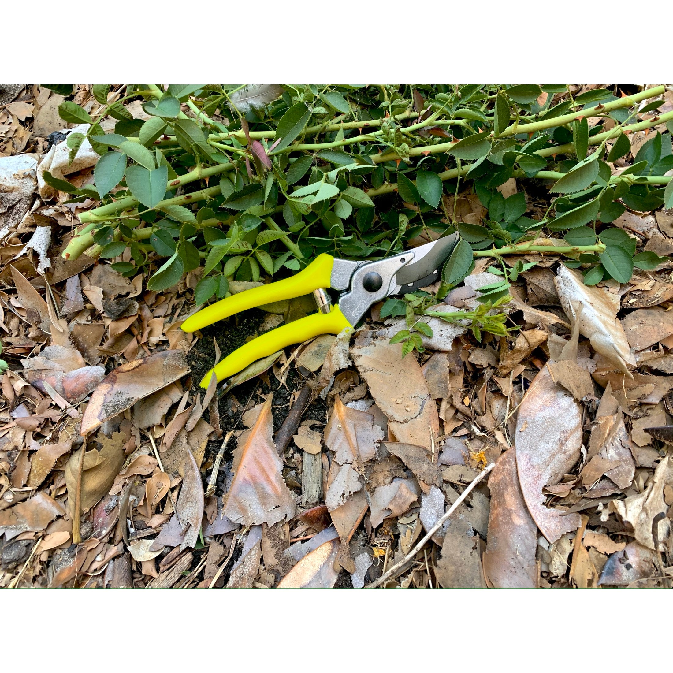 Florabrite™ Bypass Pruner, Neon Yellow, 1 in. Cut Capacity, RHS Endorsed