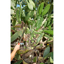 Machete, 18 in. Blade-6