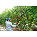 ClassicCUT® Bypass Lopper, 36 in., 2 in. Cut Capacity-5