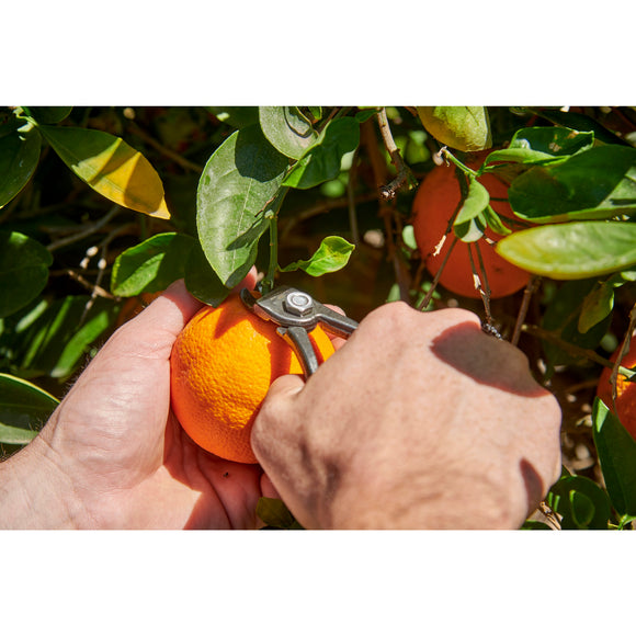 Orange and Apple Bypass Shears