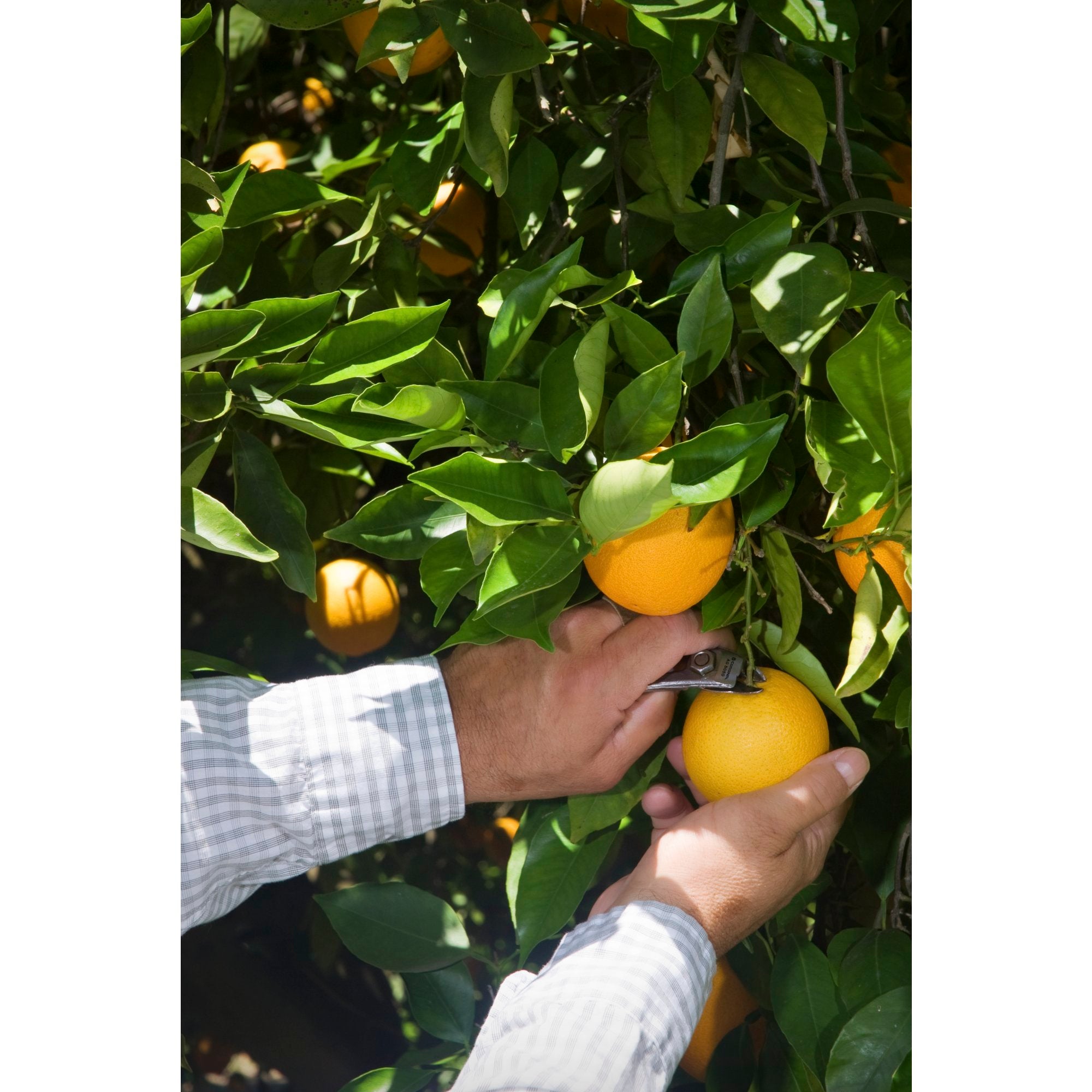 Orange and Apple Anvil Shears