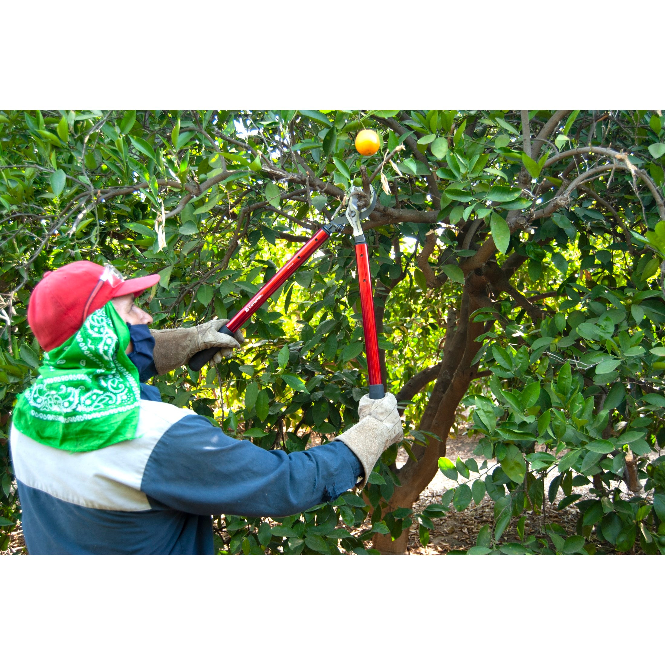 ClassicCUT® Bypass Lopper, 32 in., 2 in. Cut Capacity