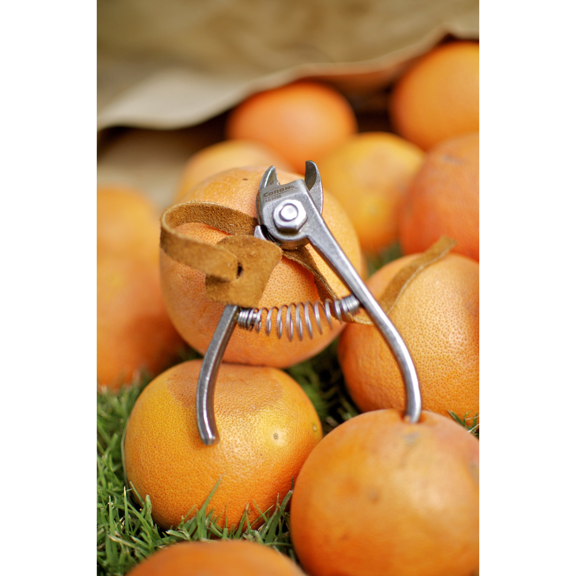 Orange and Apple Anvil Shears