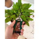 Flower & Fruit Snip, RHS Endorsed-7