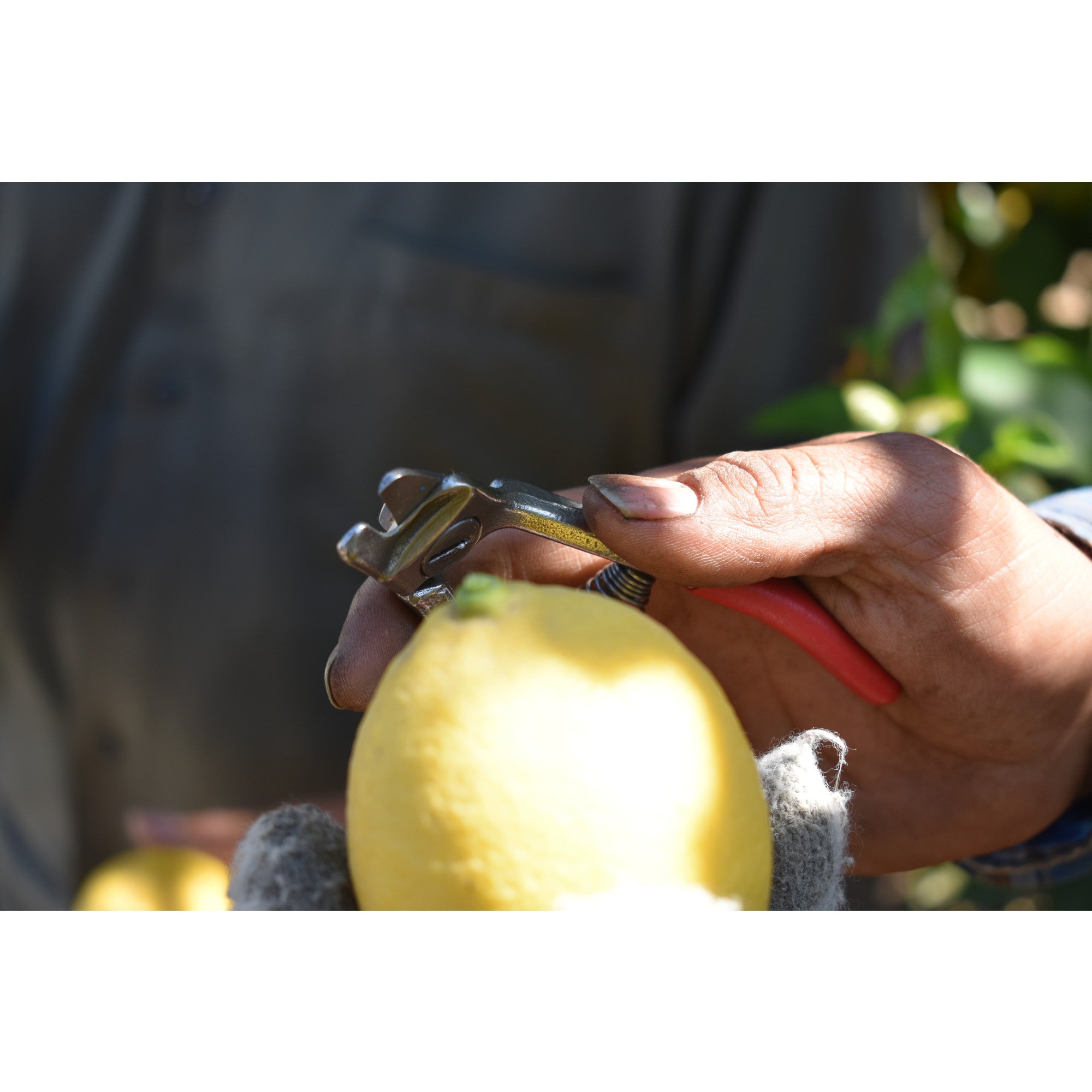 Citrus Shears