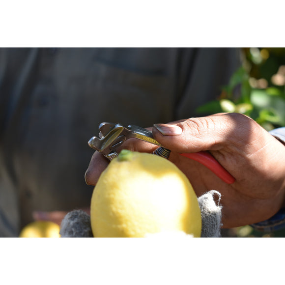 Citrus Shears