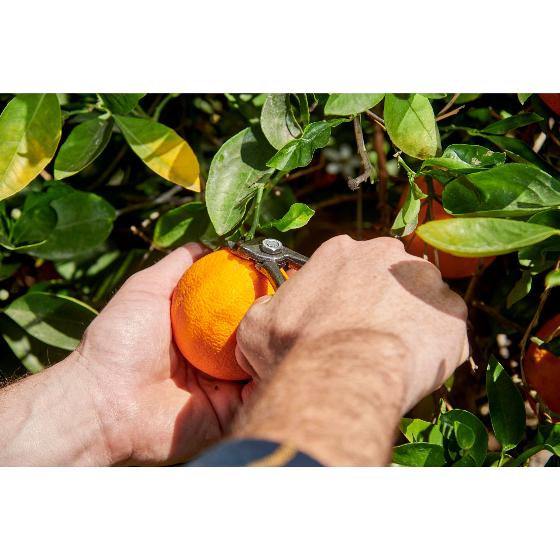 Orange and Apple Bypass Shears