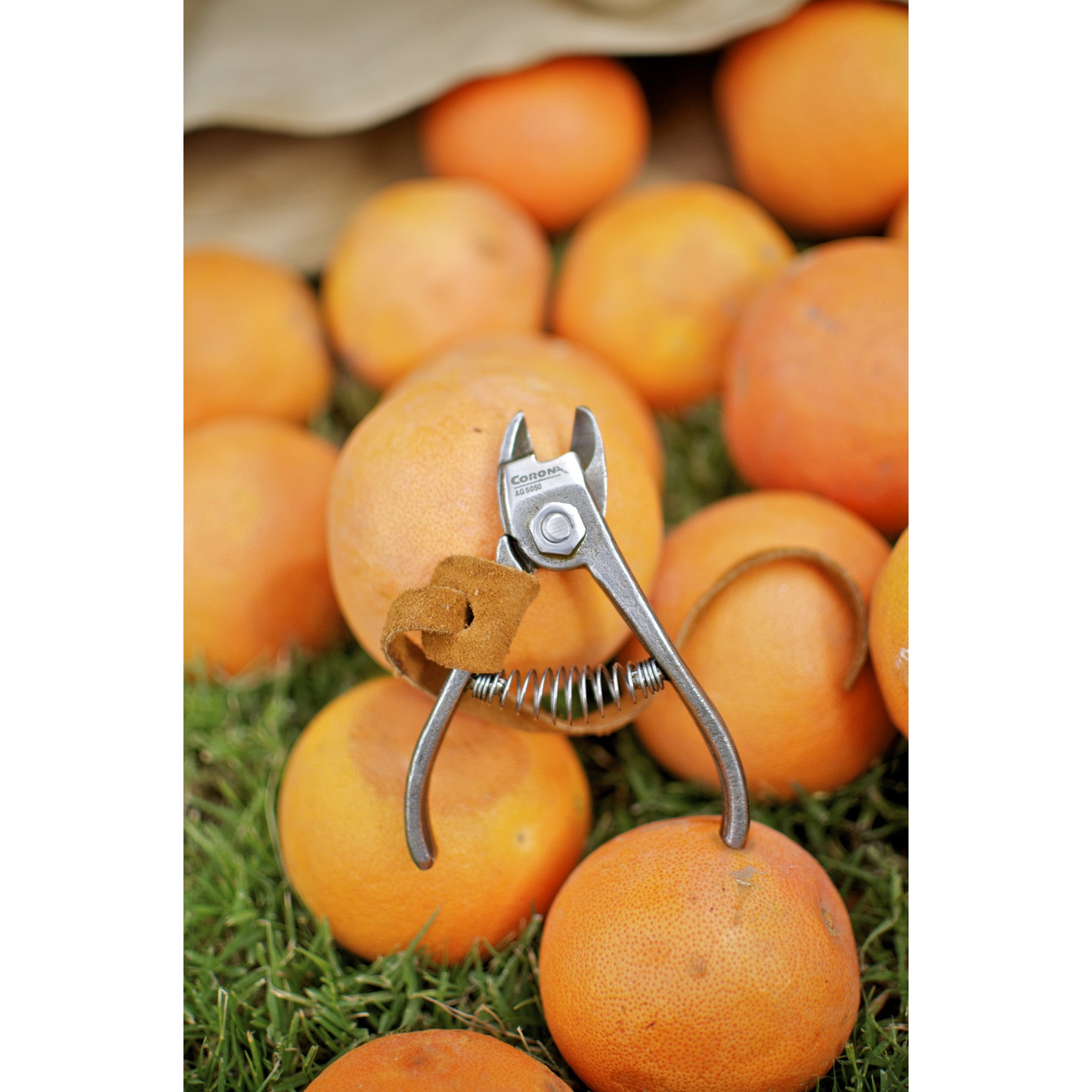 Orange and Apple Anvil Shears