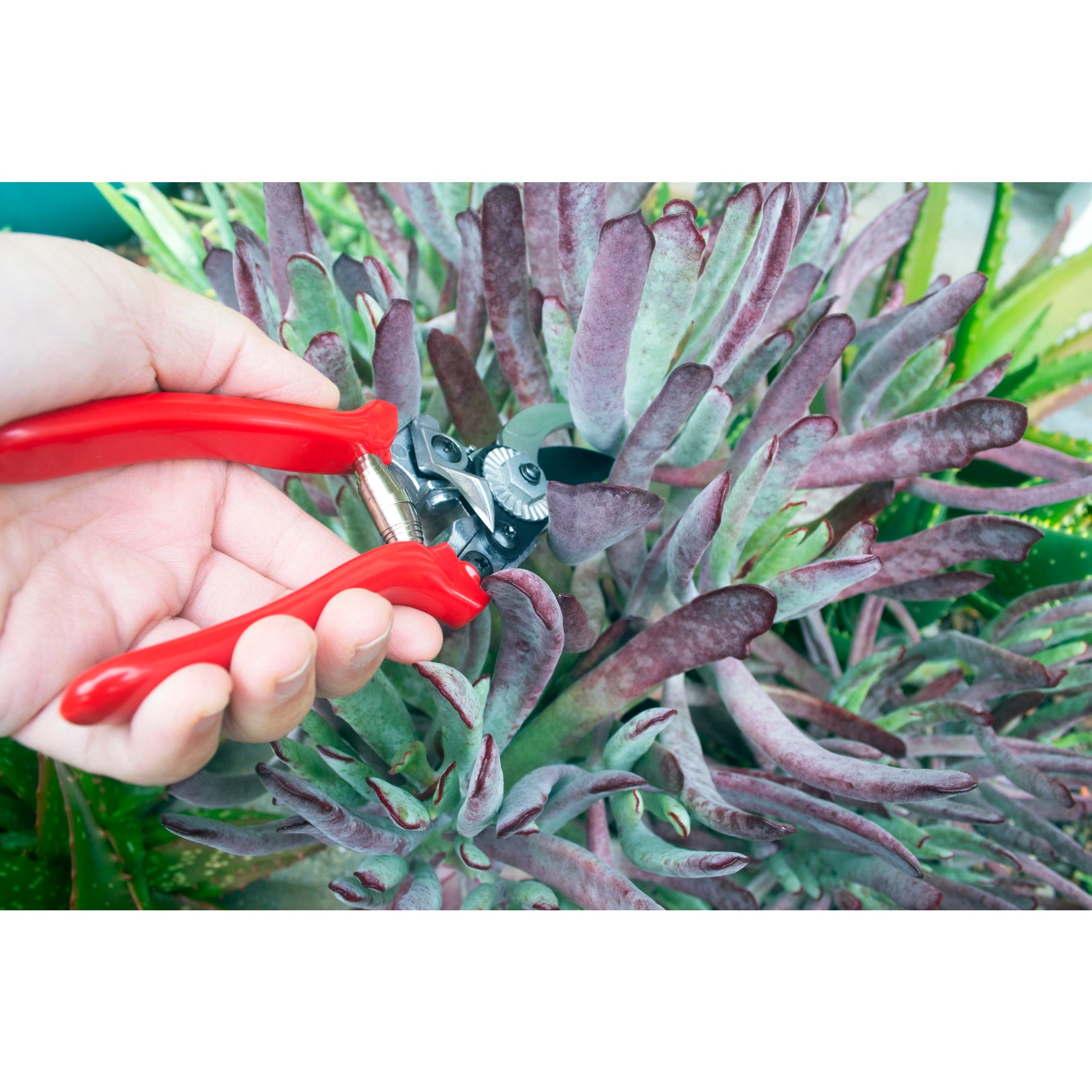 Yard Essentials Pocket Pruner