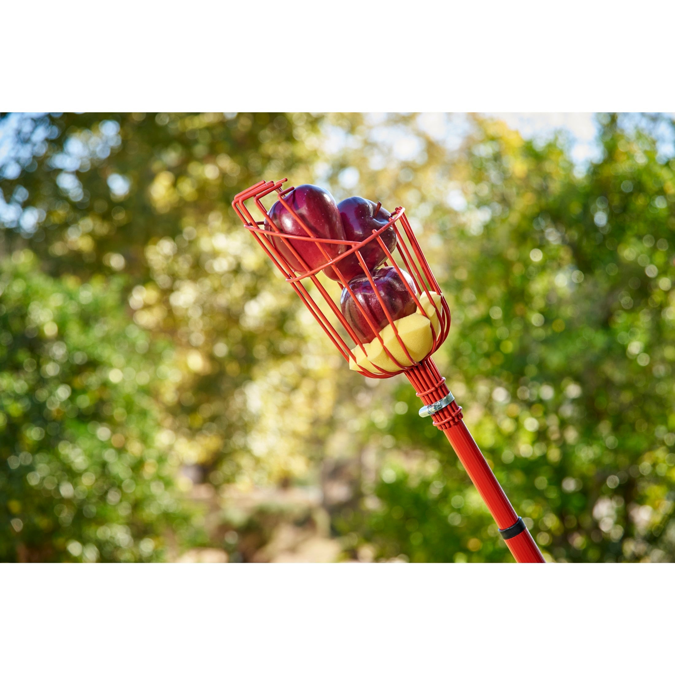 Extendable Fruit Picker, 12 ft.