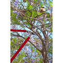 ClassicCUT® Bypass Lopper, 36 in., 2 in. Cut Capacity-9