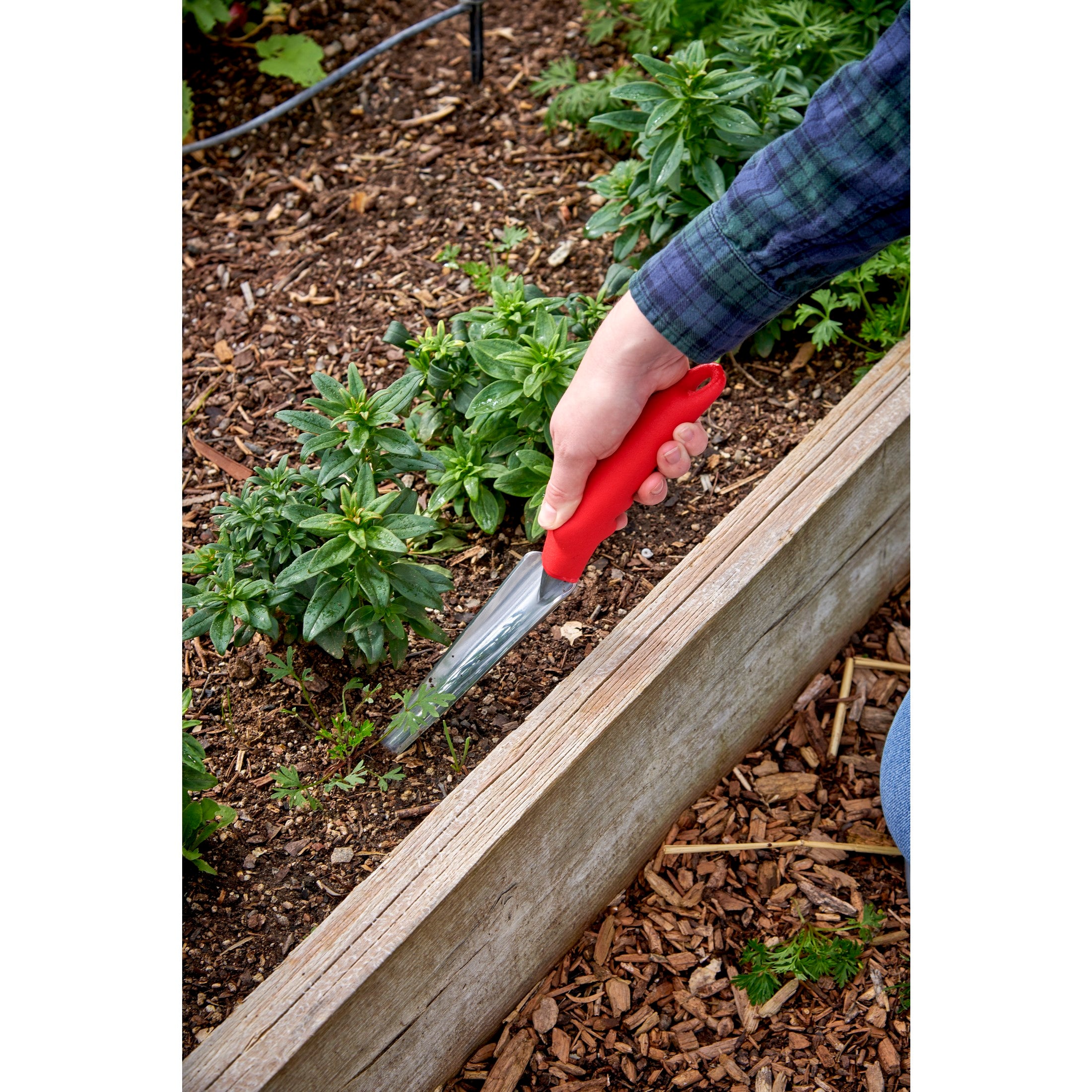 Weeder