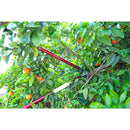 ClassicCUT® Bypass Lopper, 36 in., 2 in. Cut Capacity-7