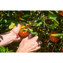 Orange and Apple Bypass Shears-2