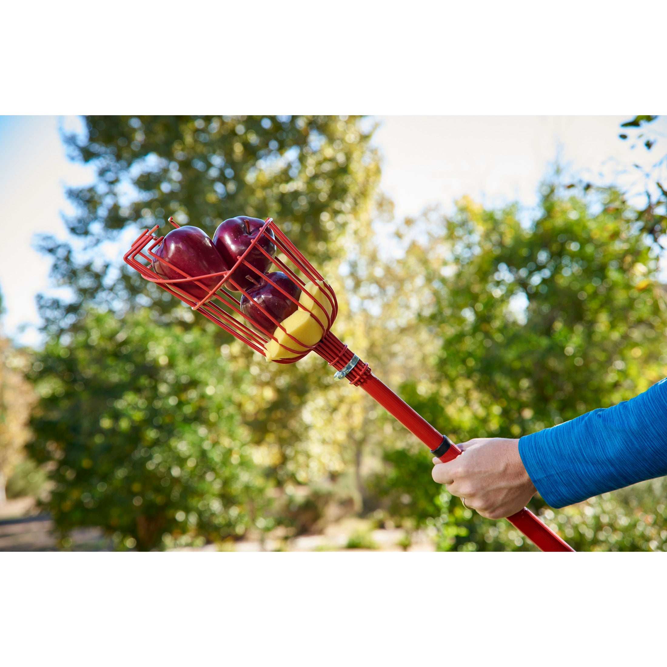 Extendable Fruit Picker, 12 ft.