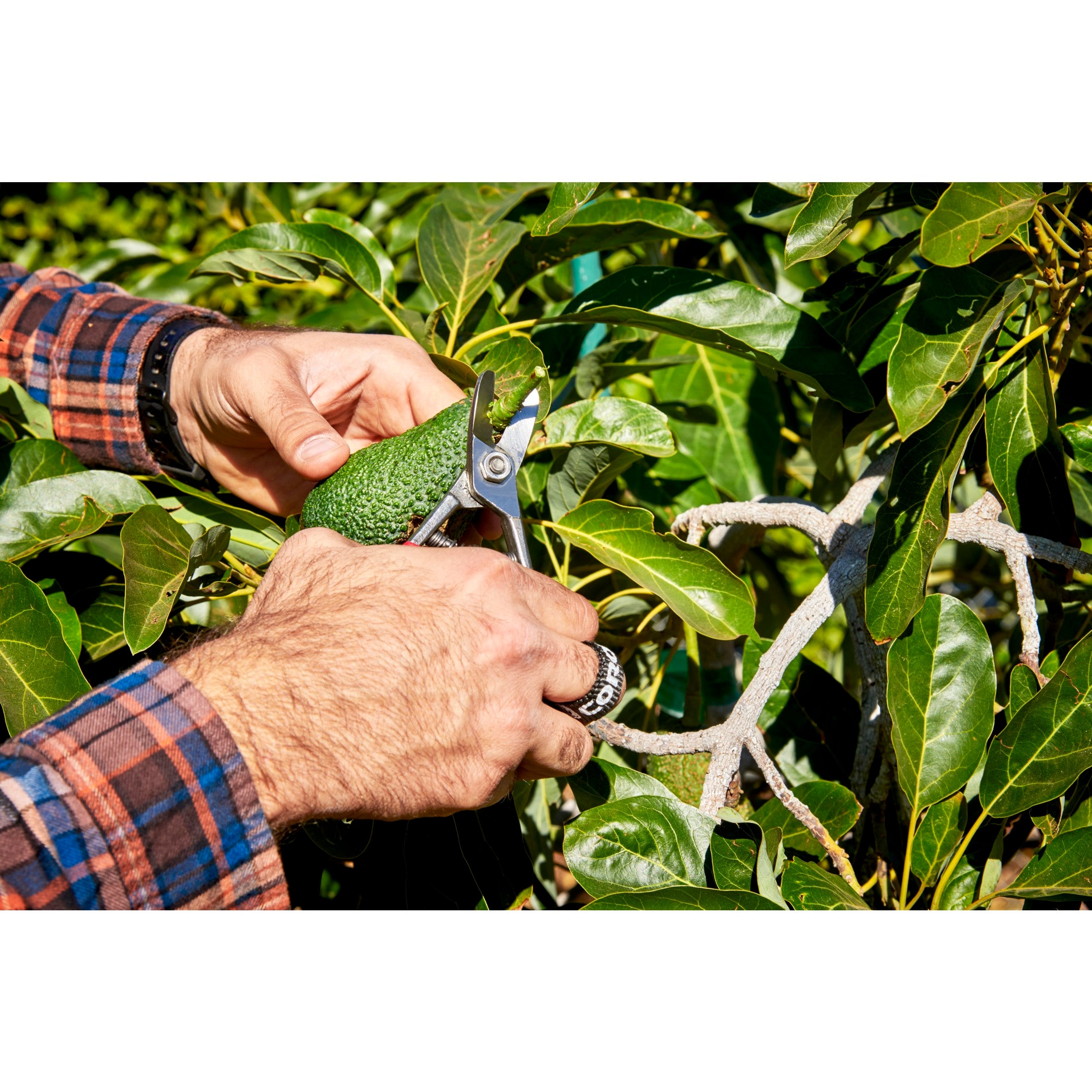 Avocado Shears