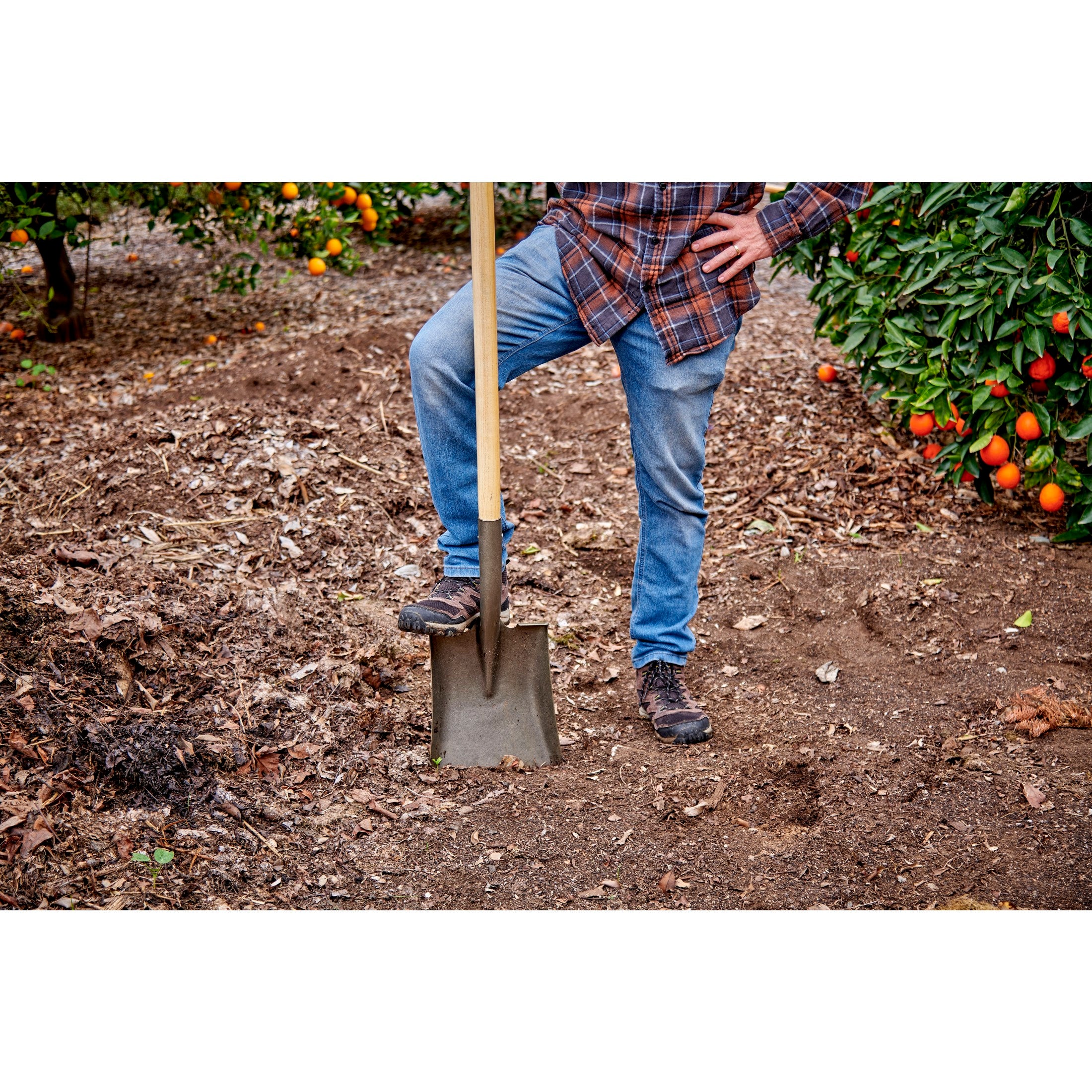 Square Point Shovel, 16-Gauge, 43 in. Wood Handle | Corona Clipper