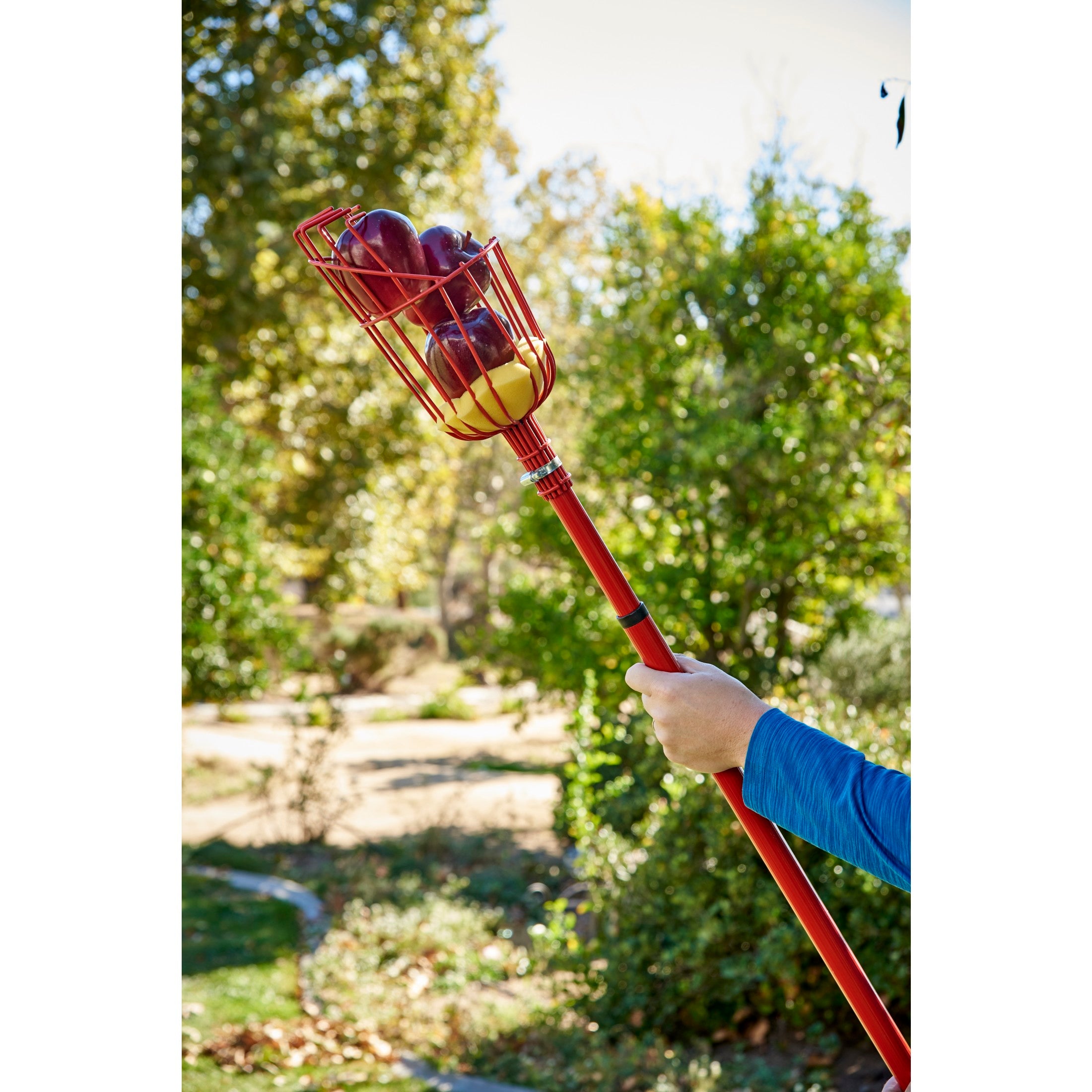 Extendable Fruit Picker, 12 ft.