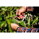 Avocado Shears-4