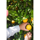 Orange and Apple Anvil Shears-8