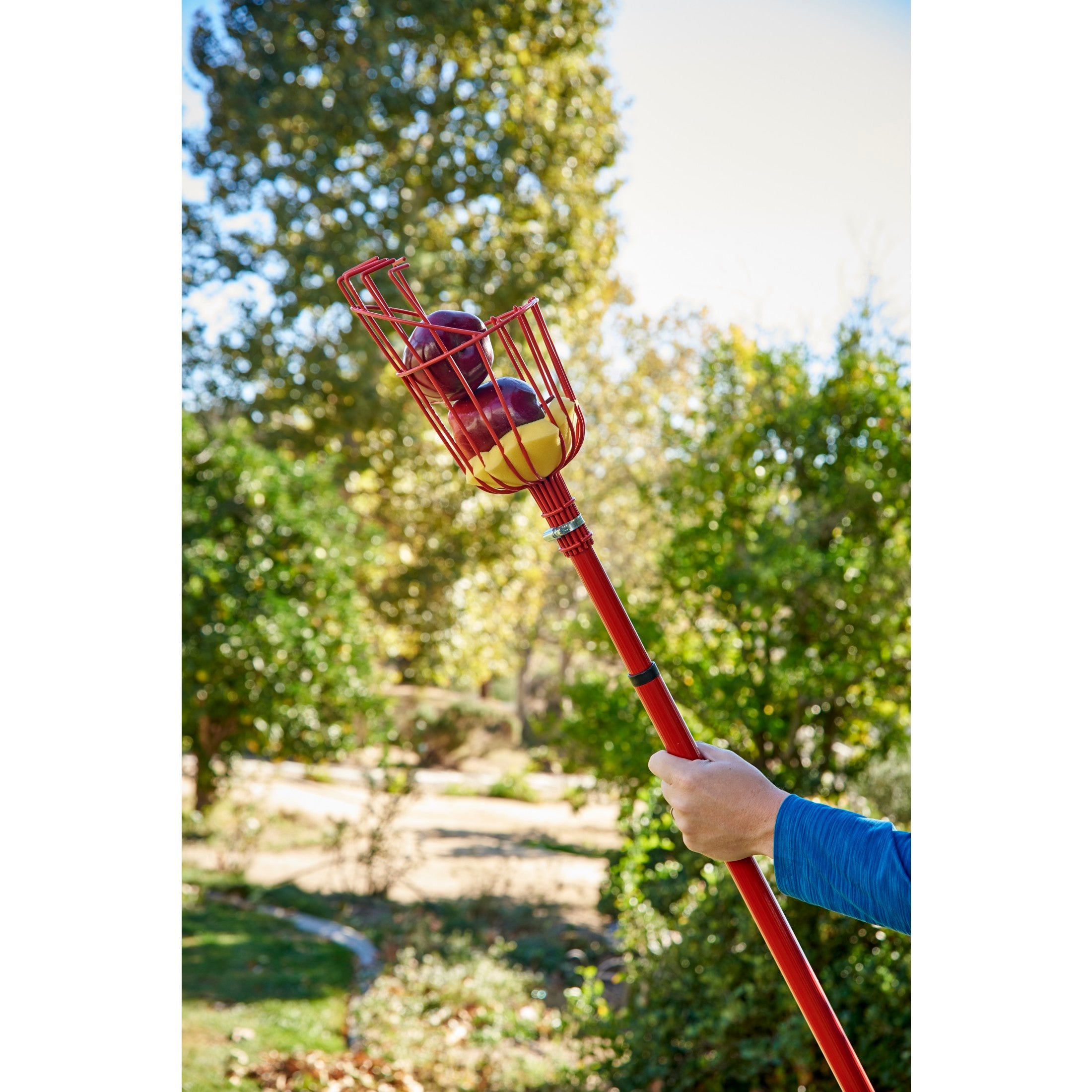 Extendable Fruit Picker, 12 ft.