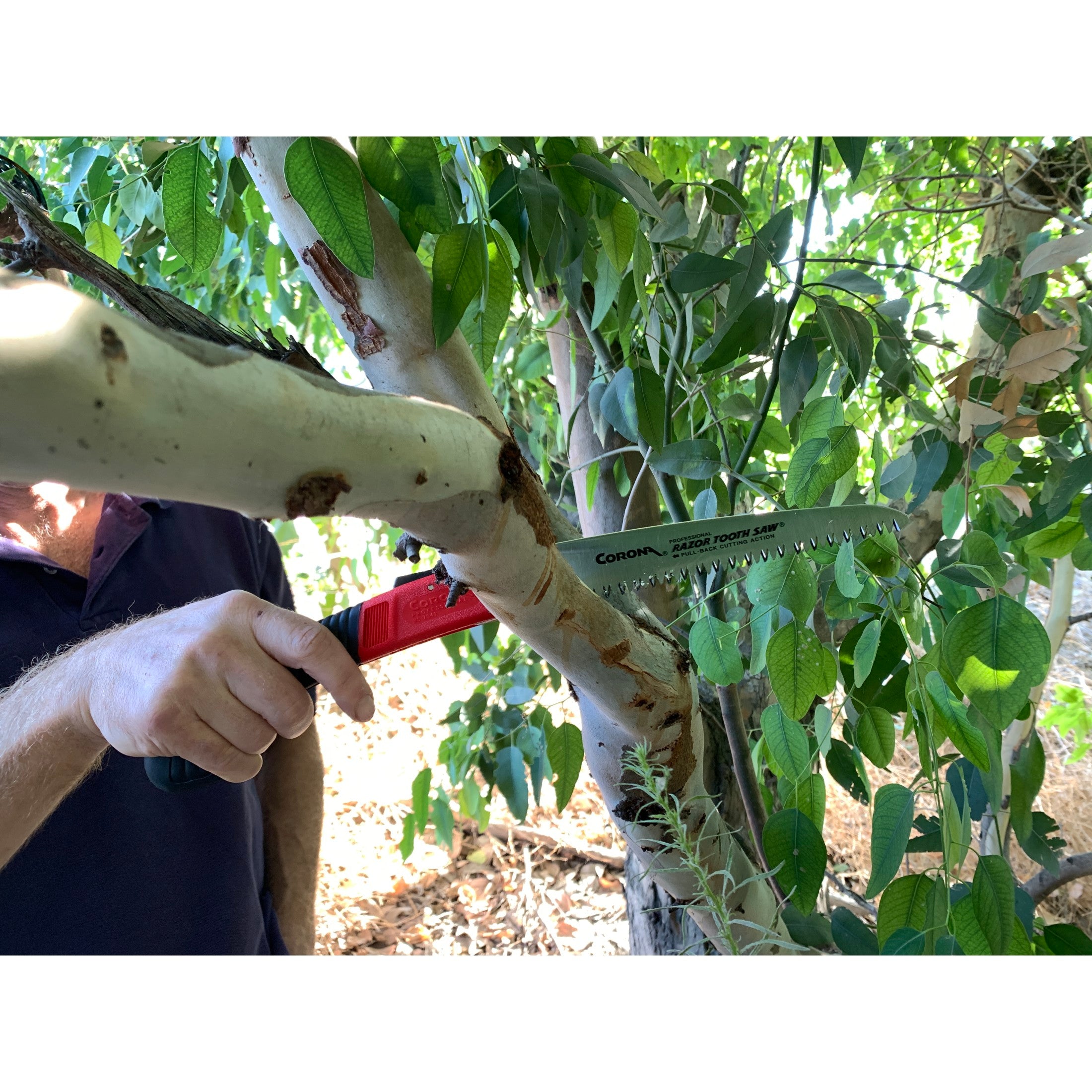 RazorTOOTH Saw® Arborist Folding Pruning Saw, 7 in. Blade