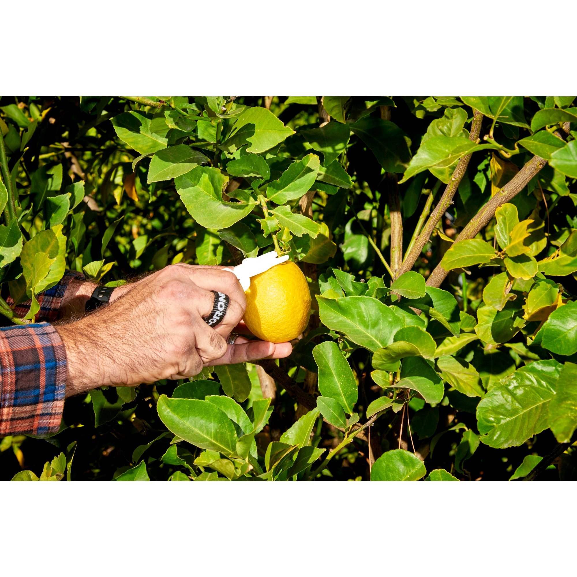 Lemon Shears