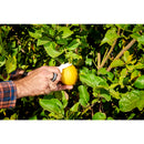 Lemon Shears-2