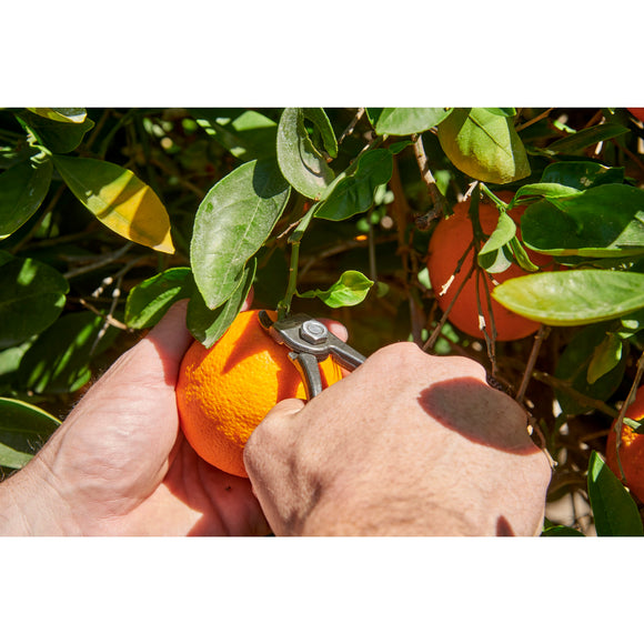 Orange and Apple Bypass Shears