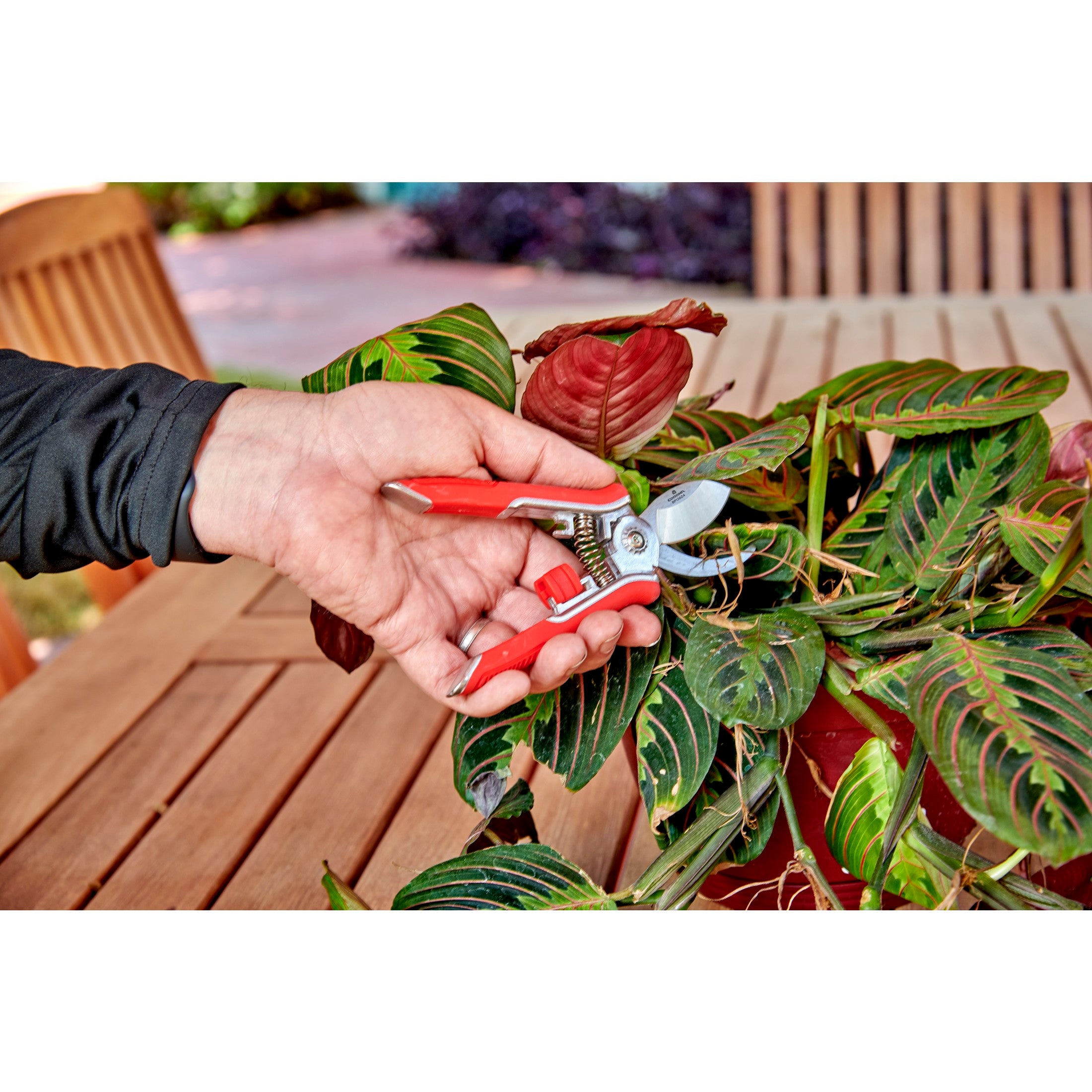 Yard Essentials Houseplant Pruners, Variety Pack | Corona Clipper Inc.