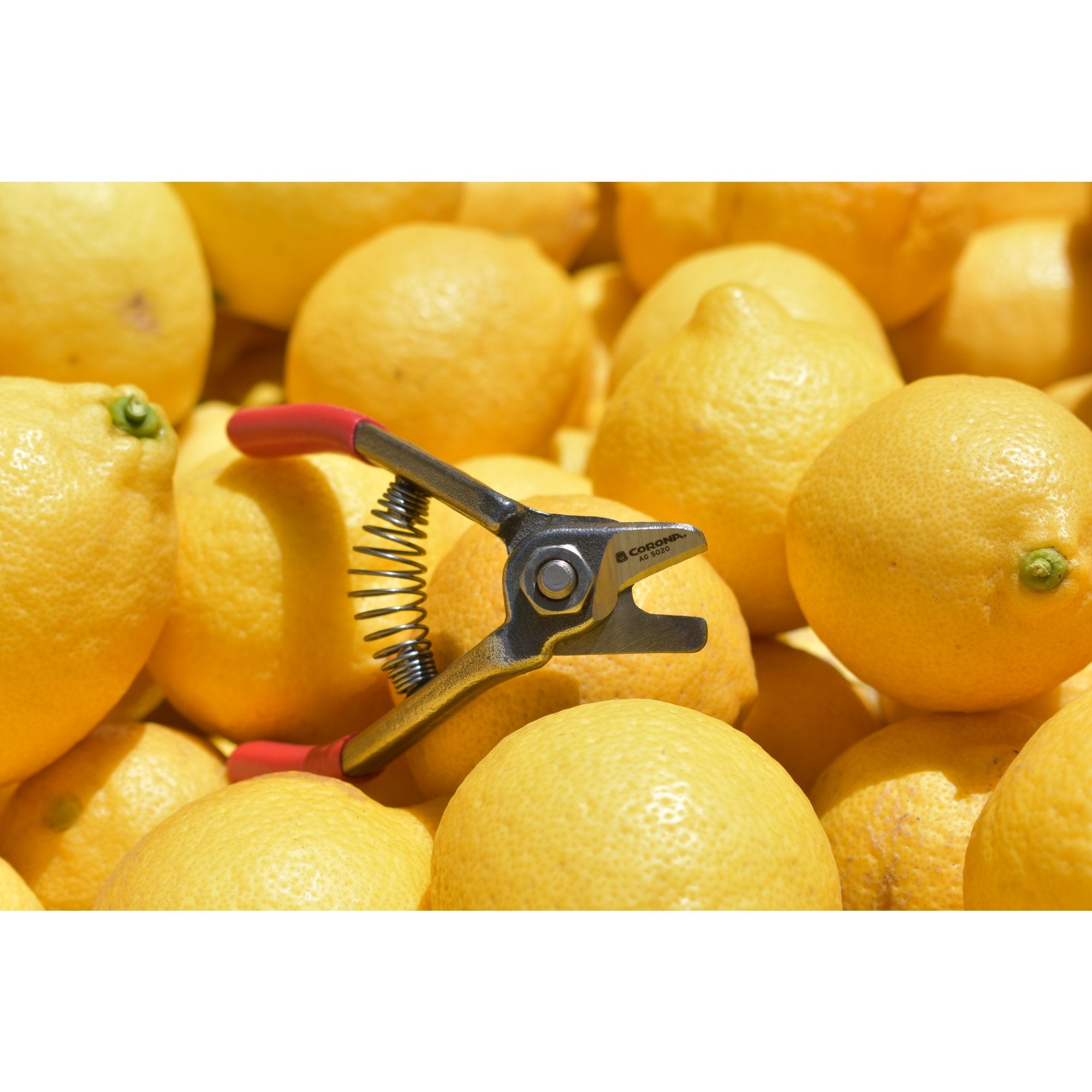 Citrus Shears