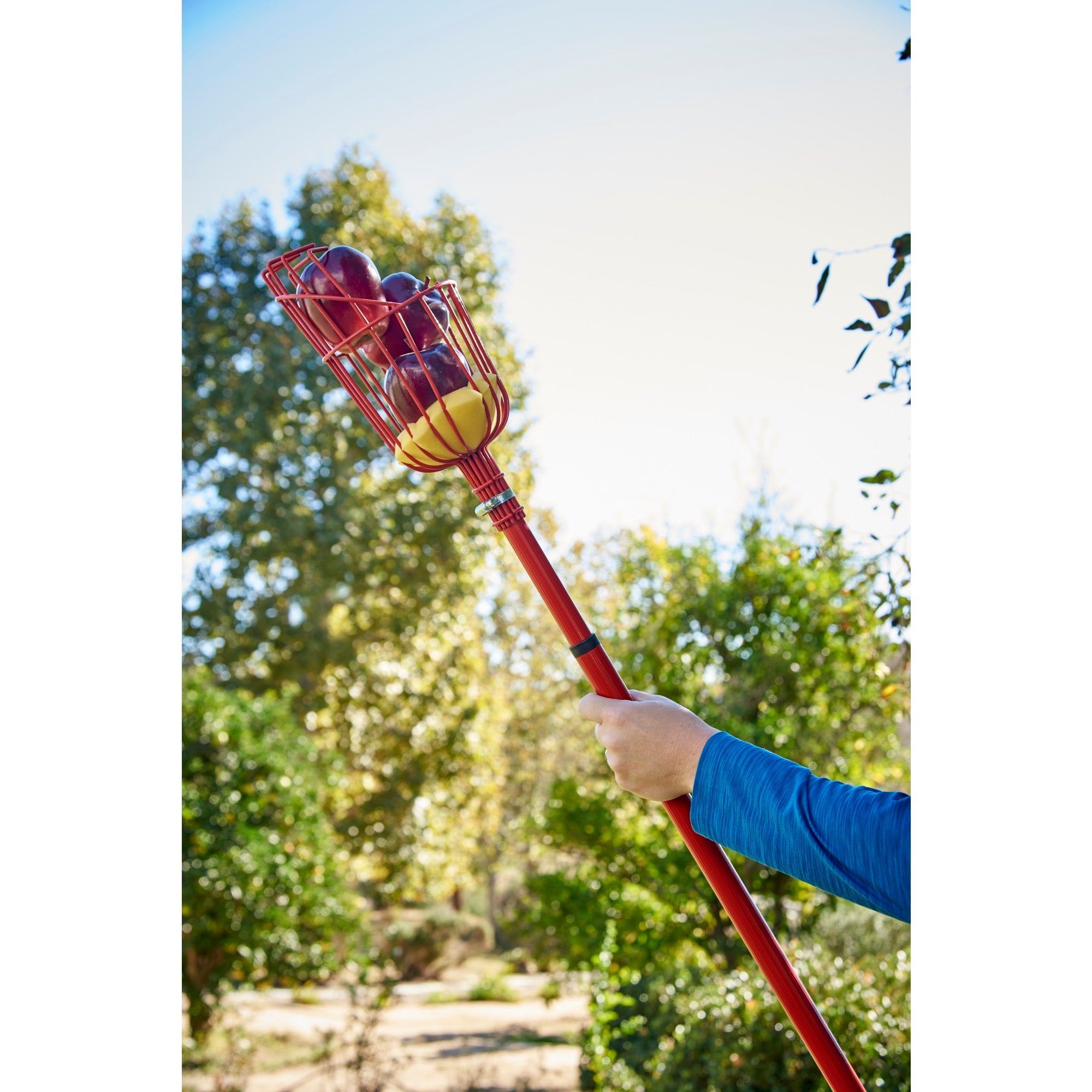 Extendable Fruit Picker, 12 ft.