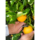 Orange and Apple Anvil Shears-7