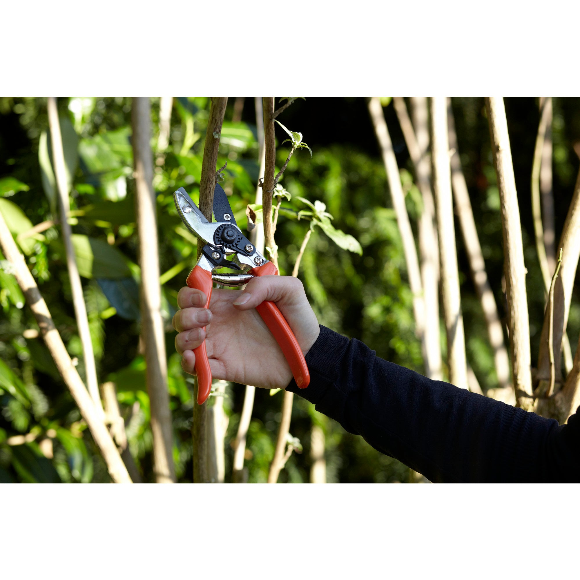 Bypass Pruner, with Replacement Blade & Spring, RHS Endorsed